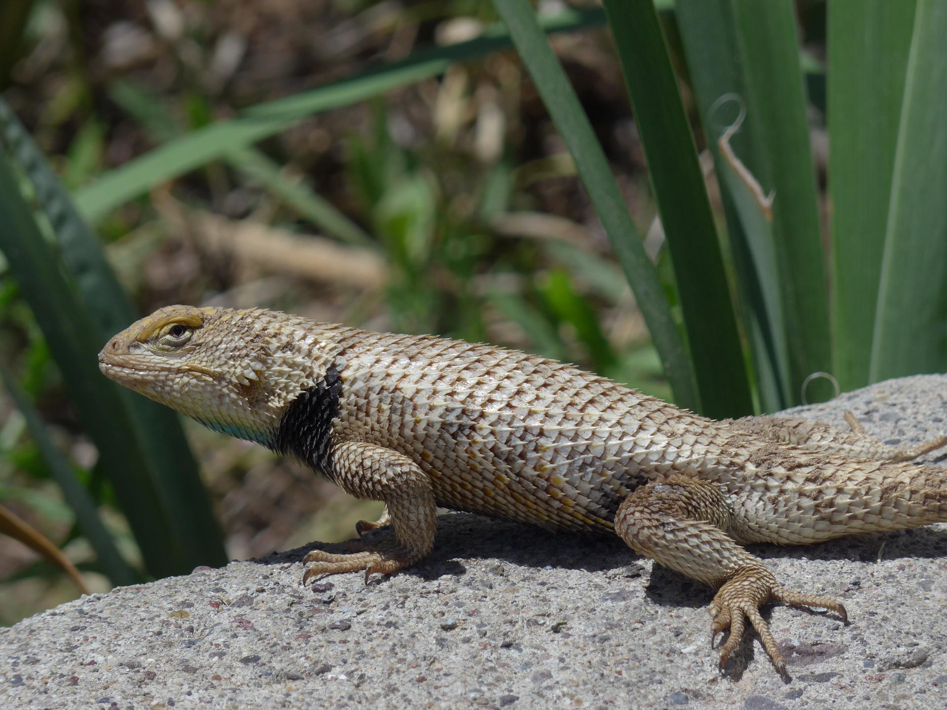 Im20150612pP1100021sm