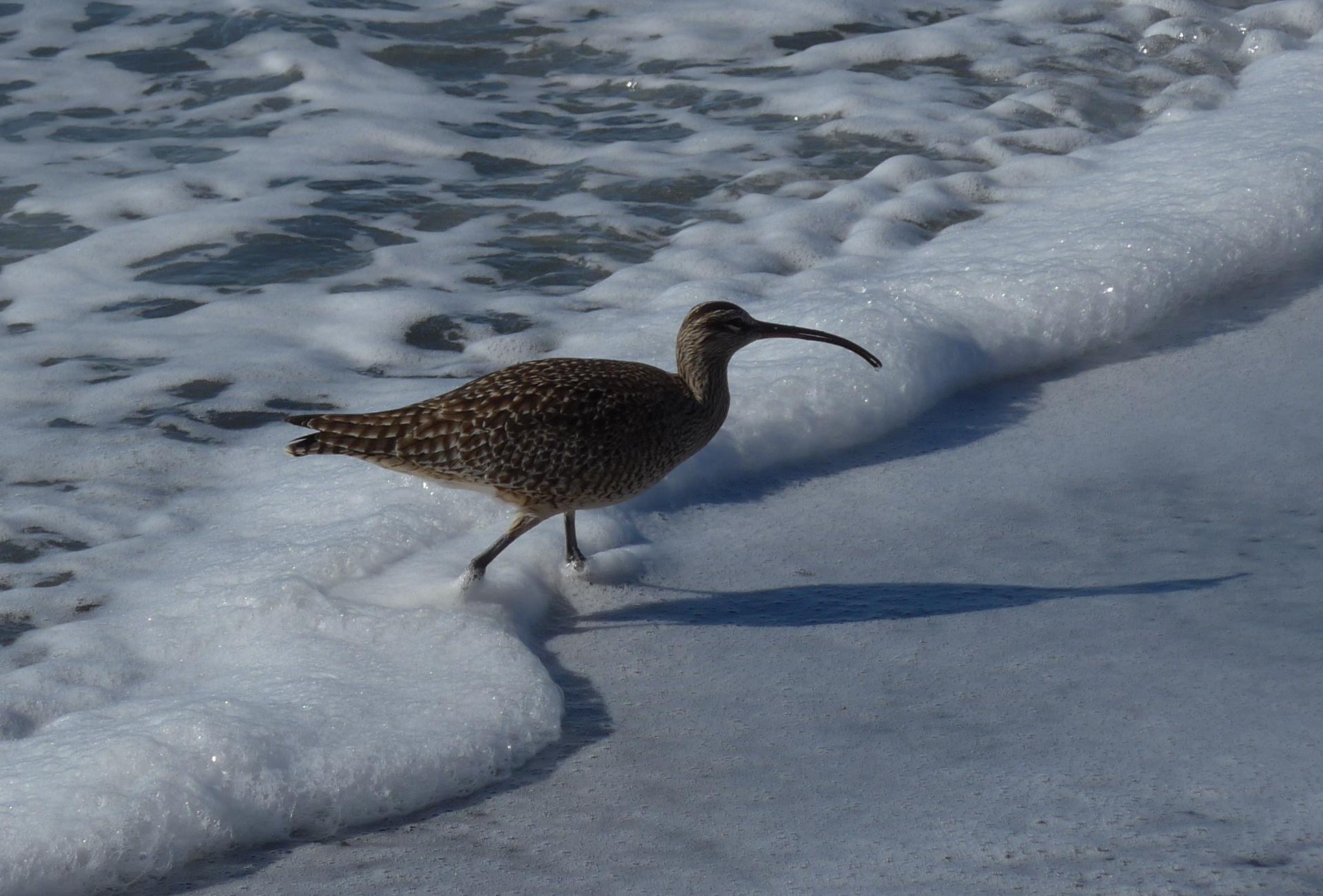 Im20161204pdP1150925sm