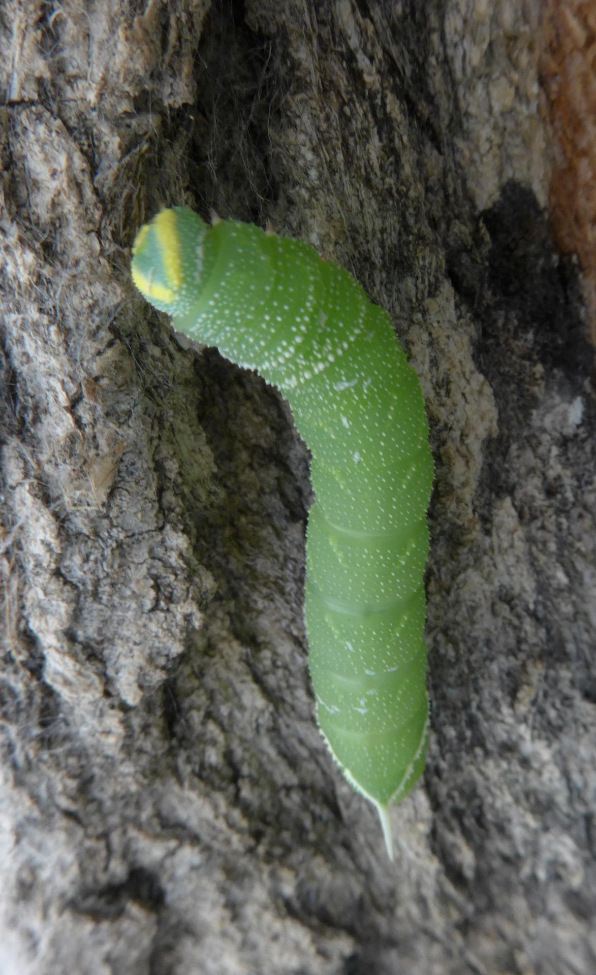 Im20180728pdP1200664sm