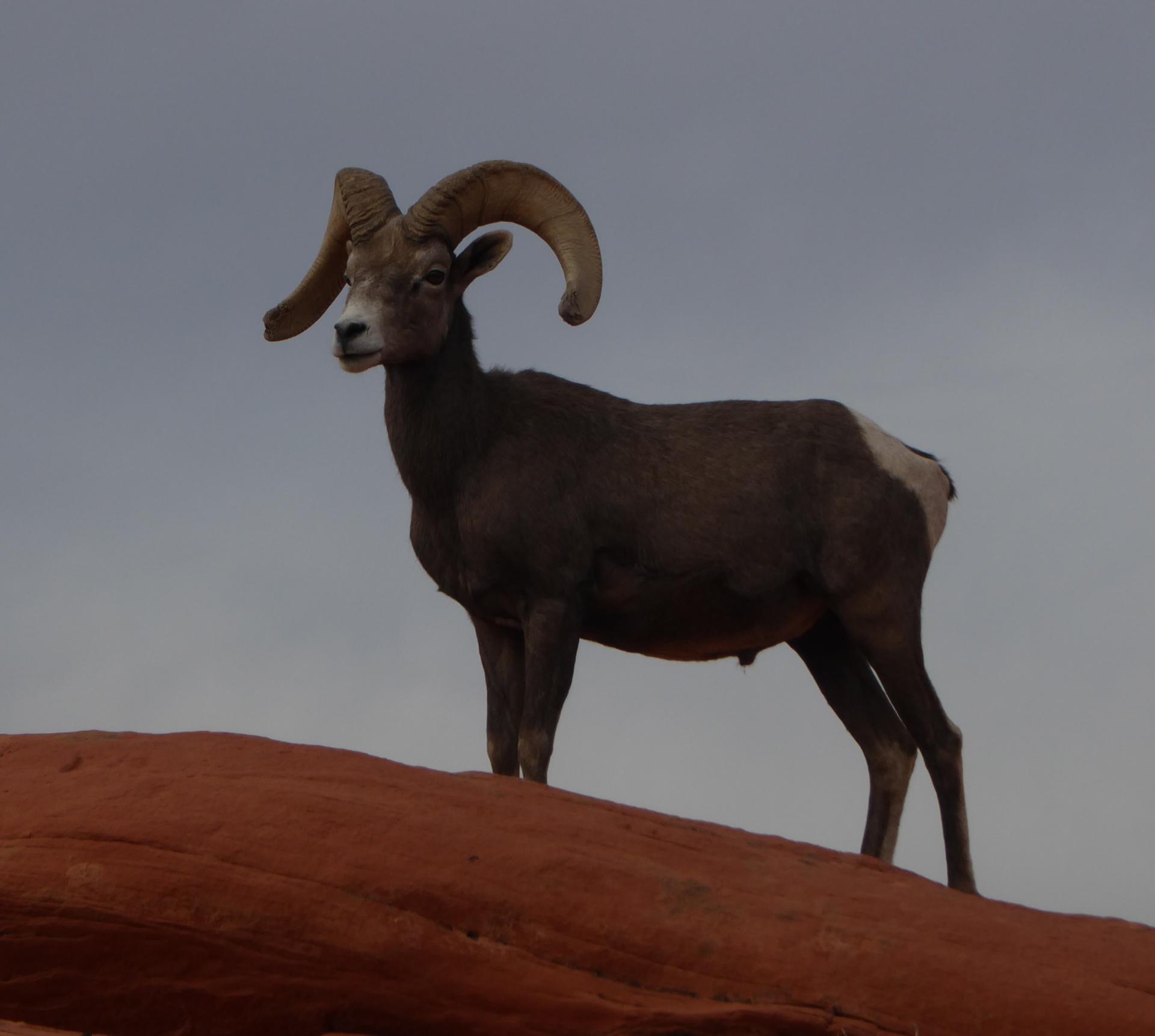 Im20181227pjP1030577sm