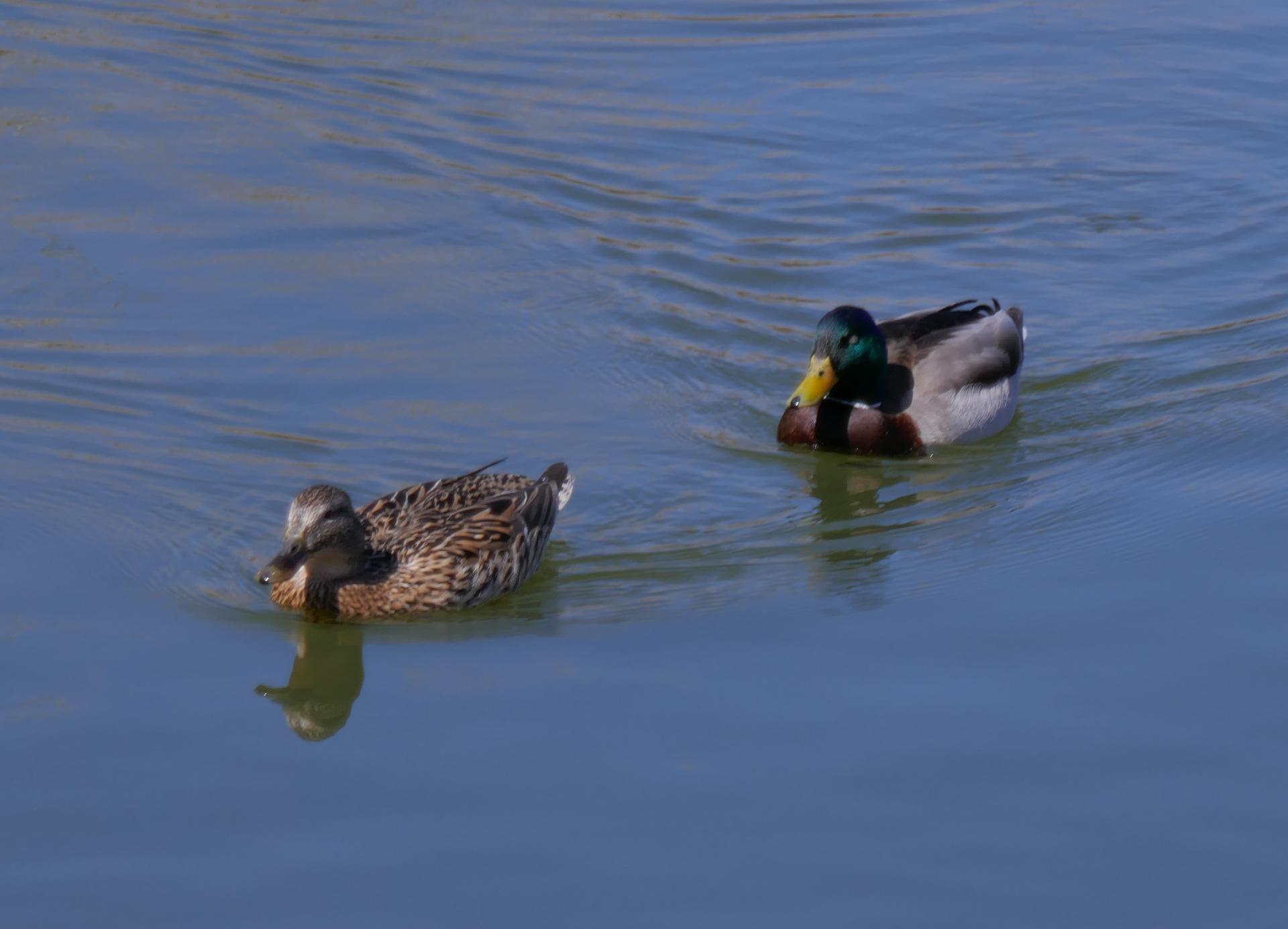 Im20210404P1010578sm