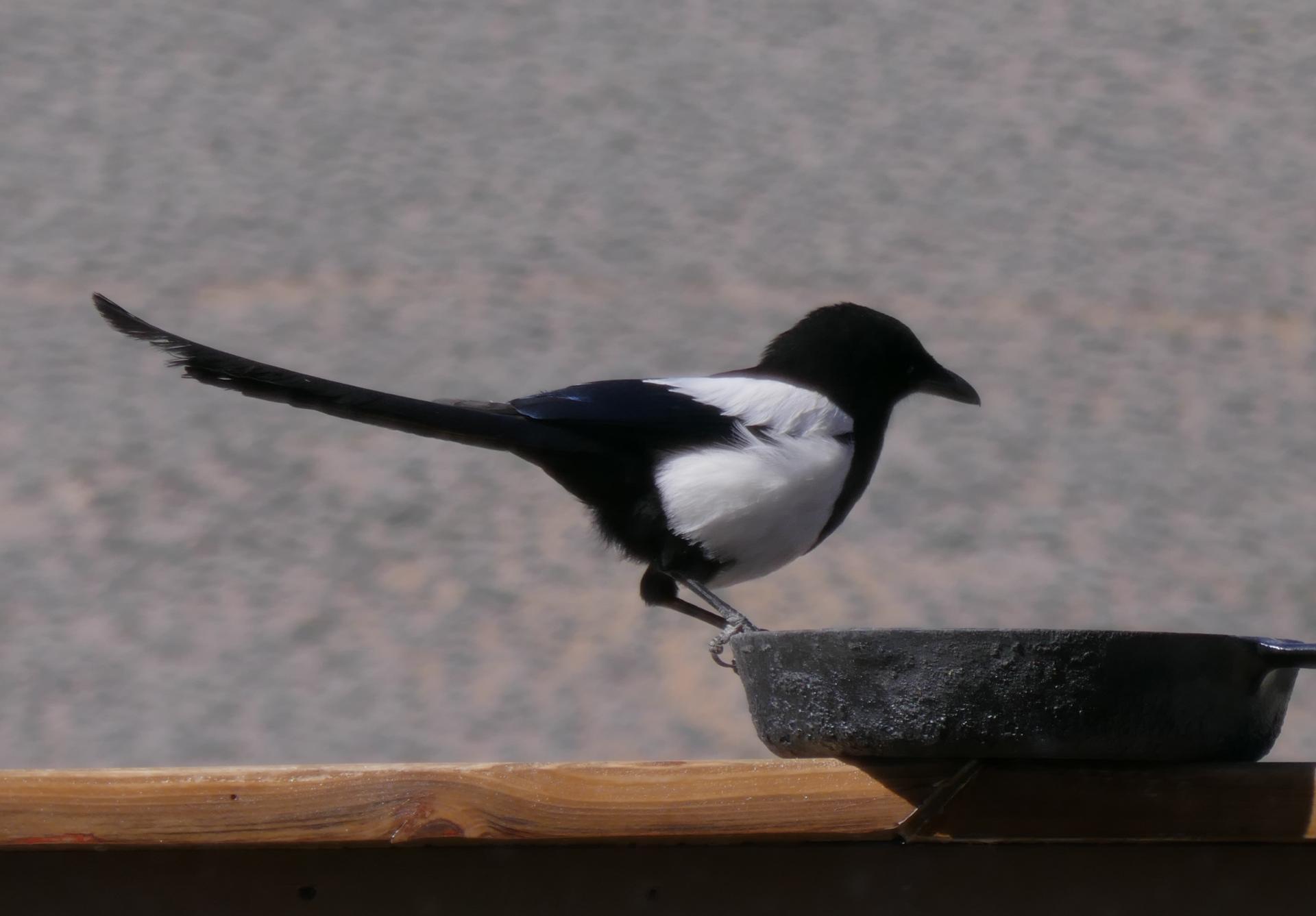 Im20210604oriP1010805sm