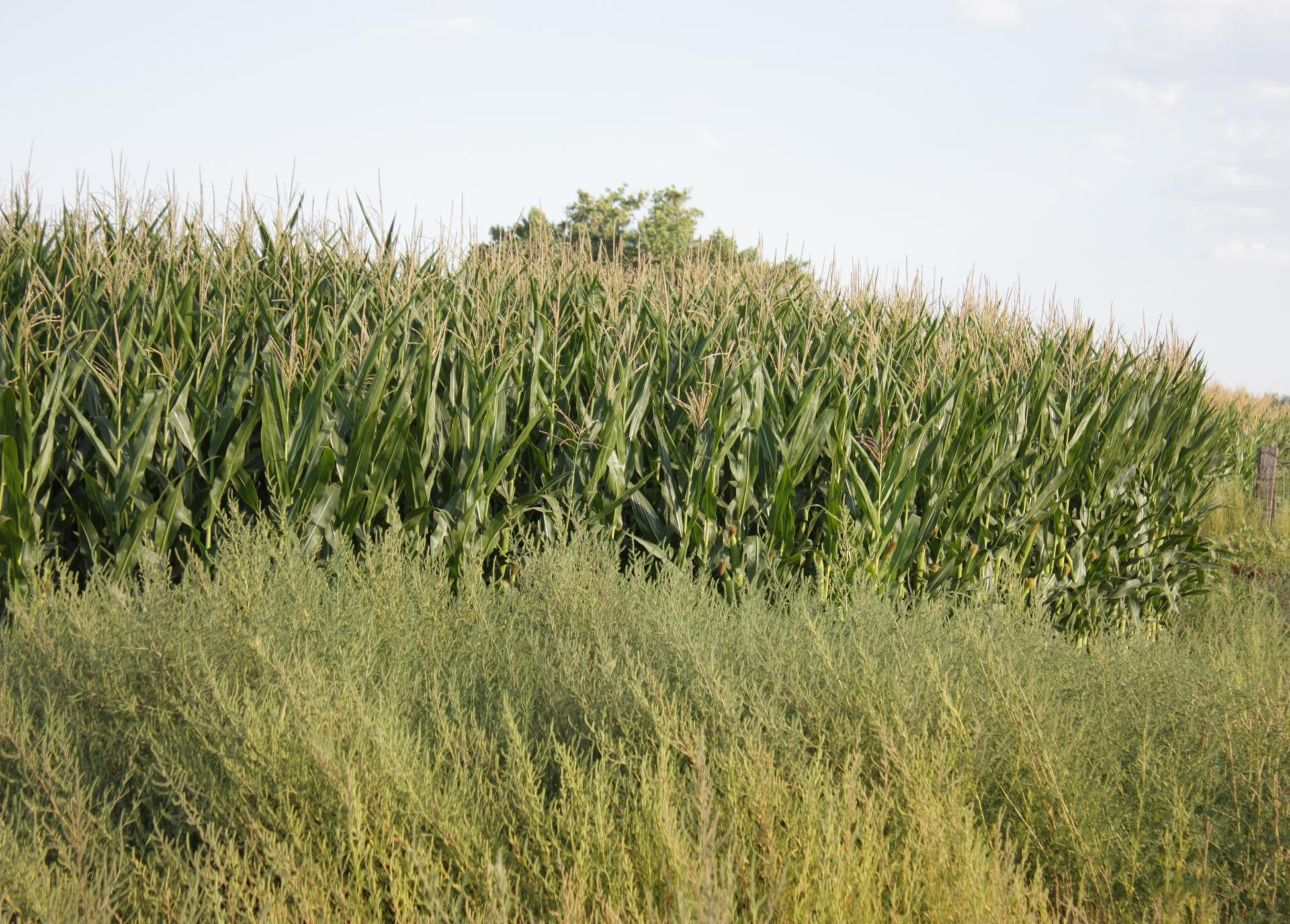 Im20110821crpIMG4133