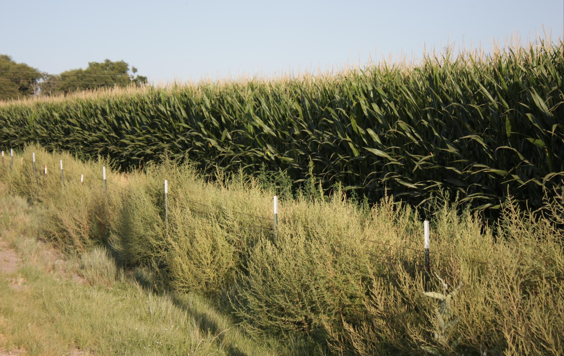 Im20110821crpIMG4136