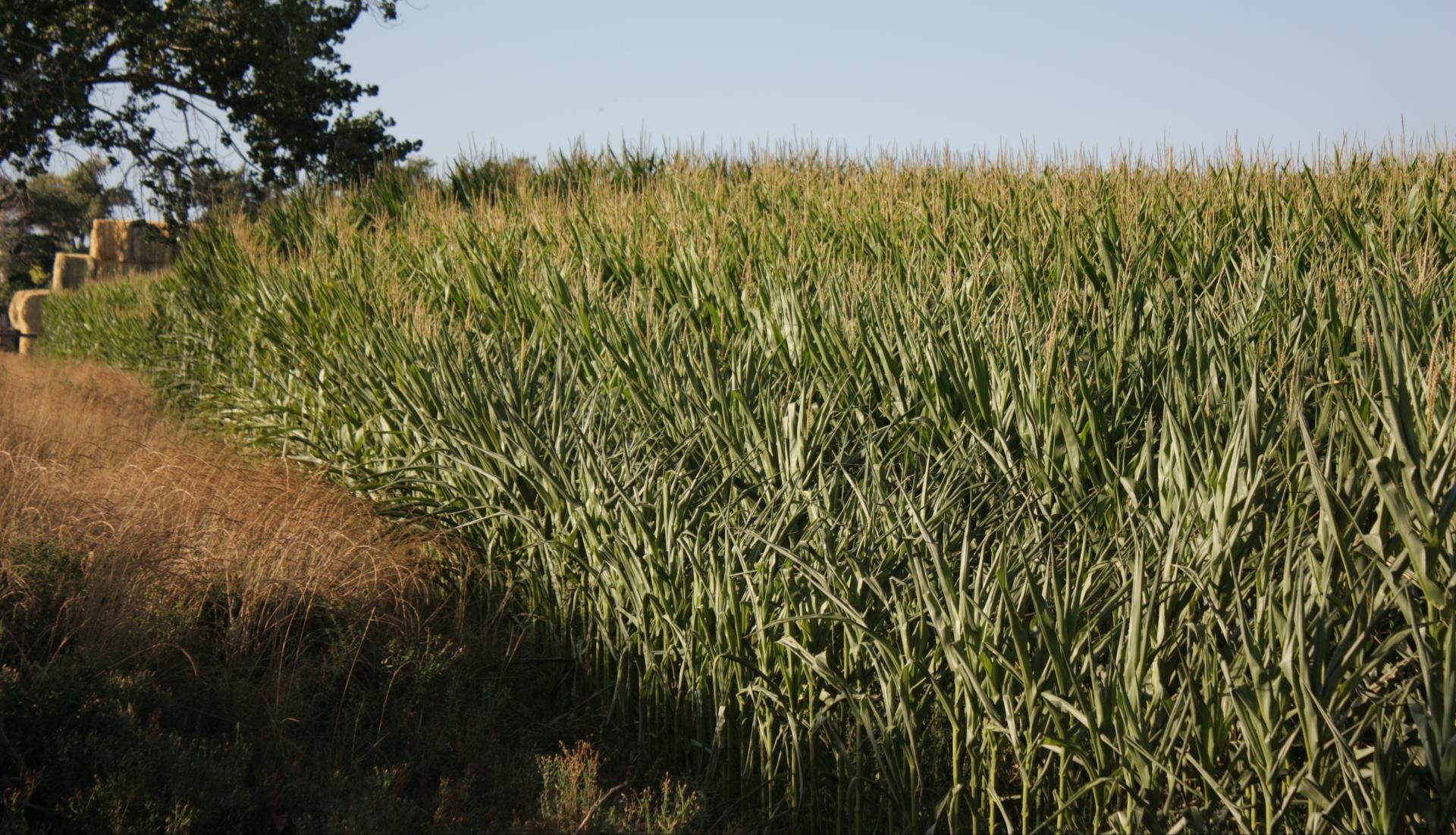 Im20110821crpIMG4141