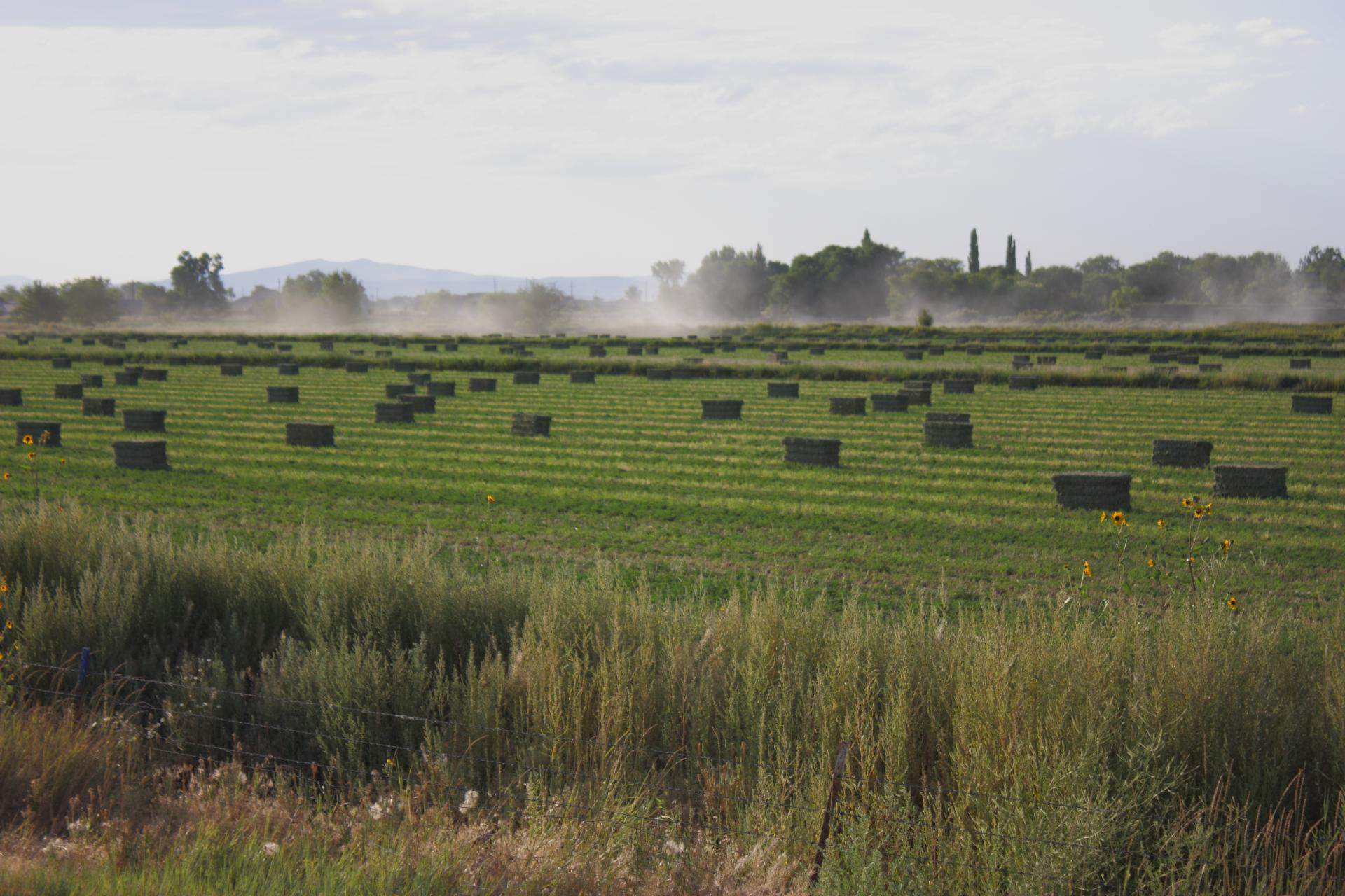 Im20110821crpIMG4152b