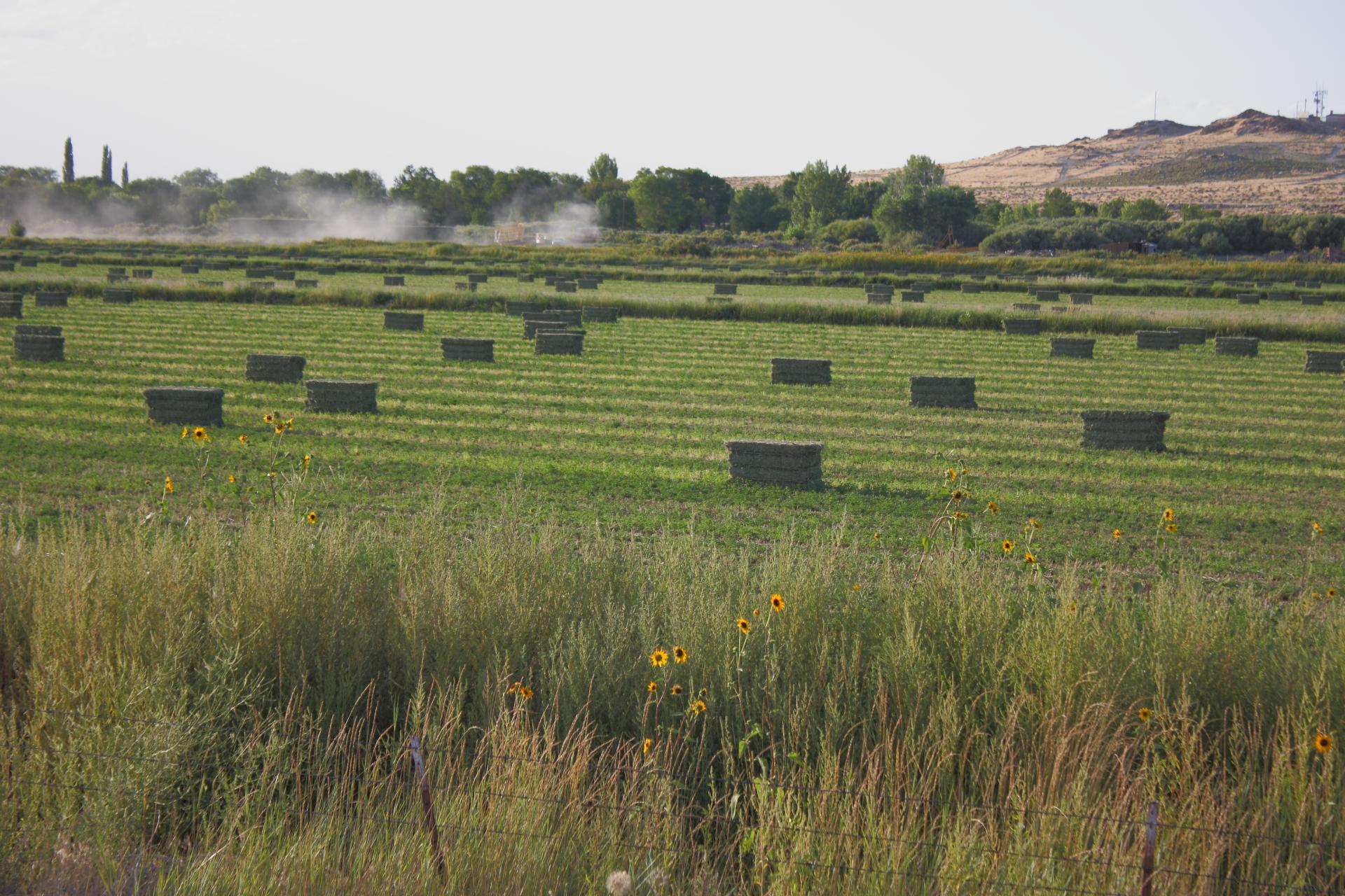 Im20110821crpIMG_4150b