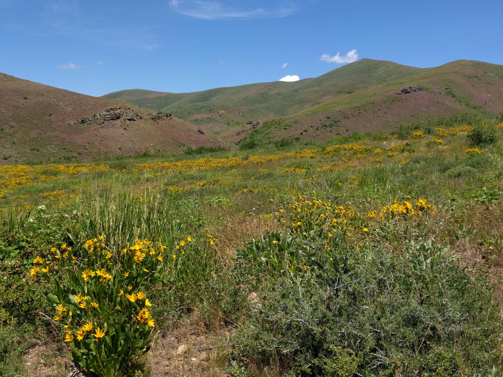 Im201806nx5IMG20180622121438