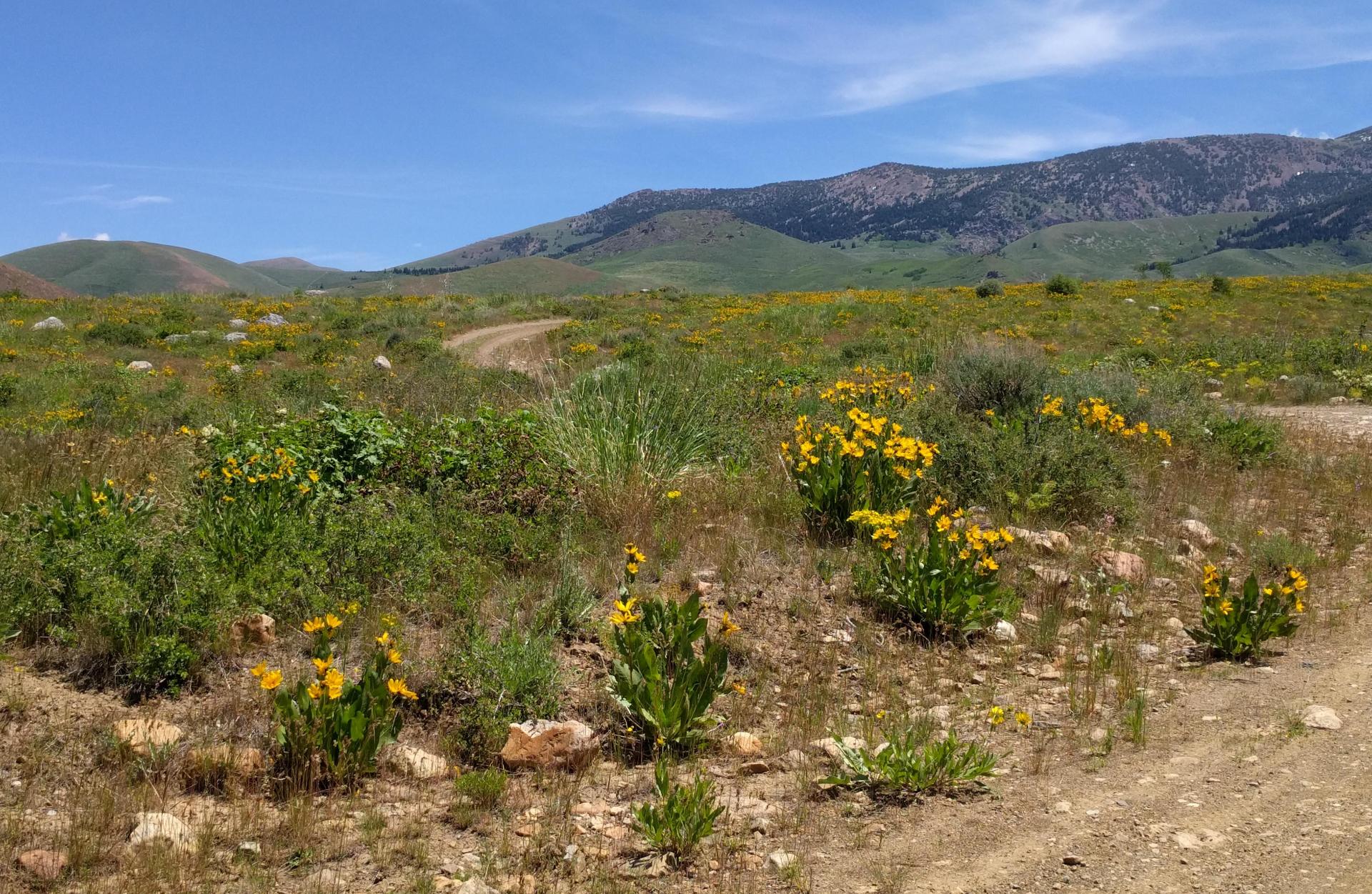 Im201806nx5IMG_20180622_121428