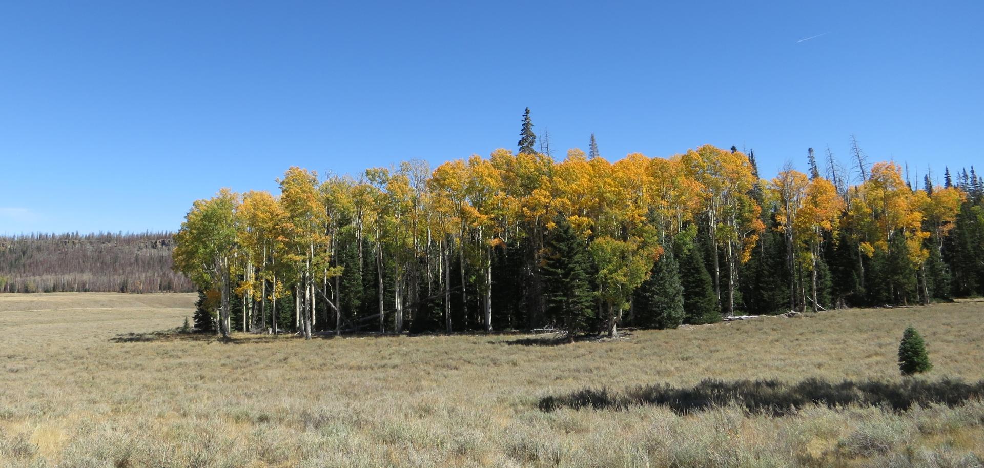 Im20180927cpjIMG_4018