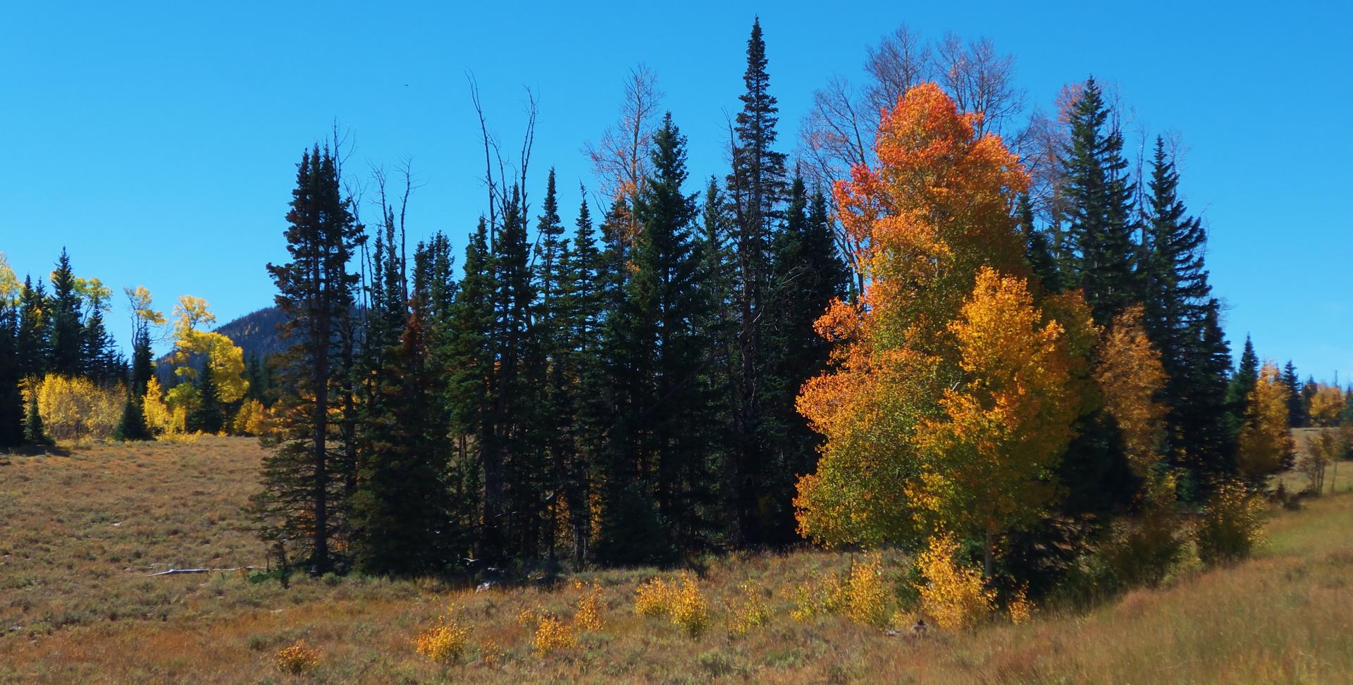 Im20180927rw2P1210227rw2