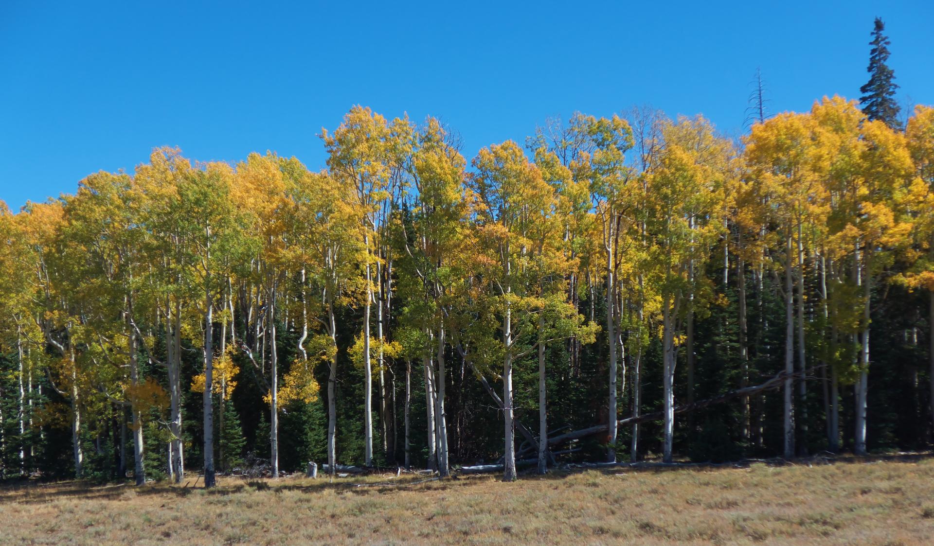 Im20180927rw2P1210231rw2