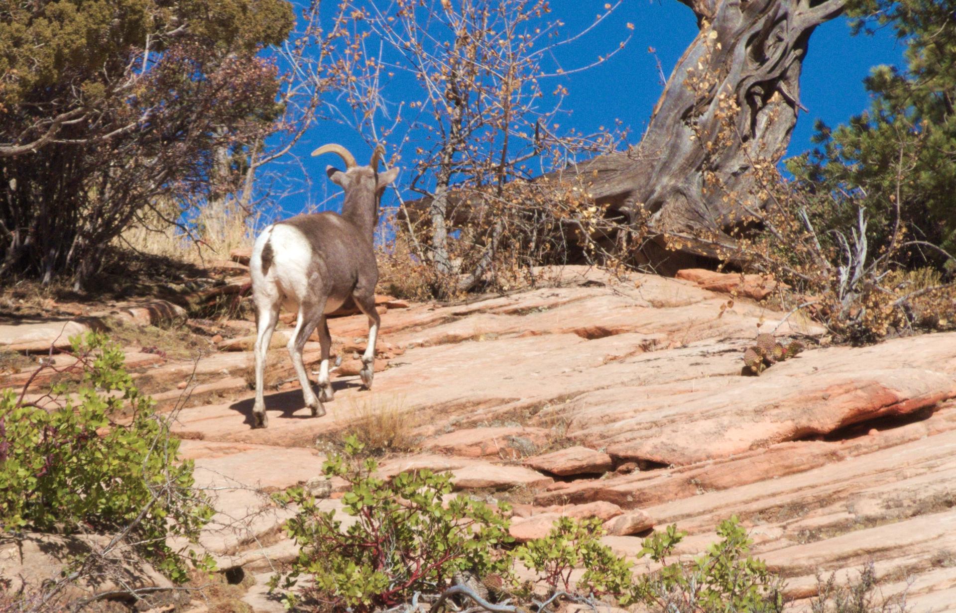 Im20191115crwdjP1240265crw