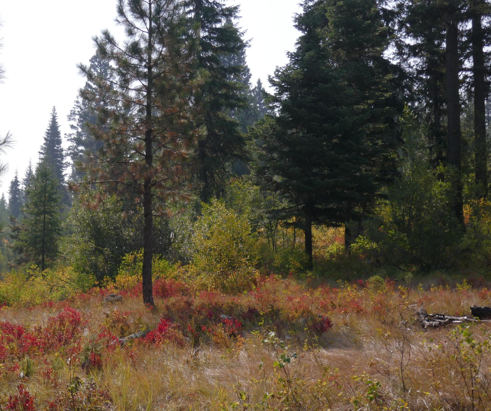 Im20210909oriP1020880