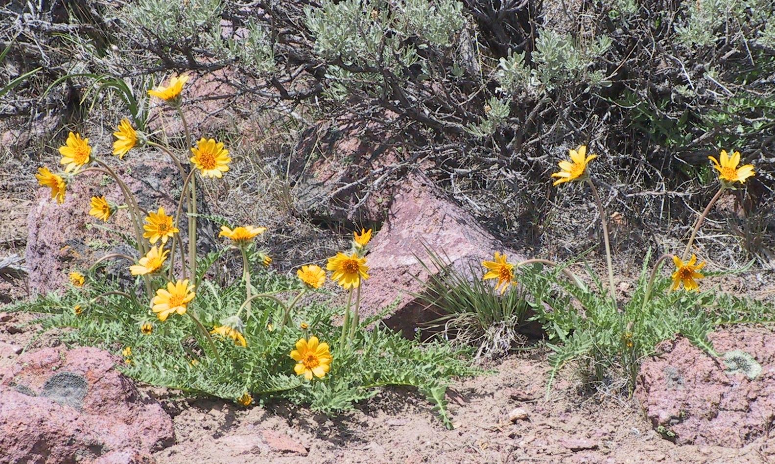 Im20040418dIMG_2931sm