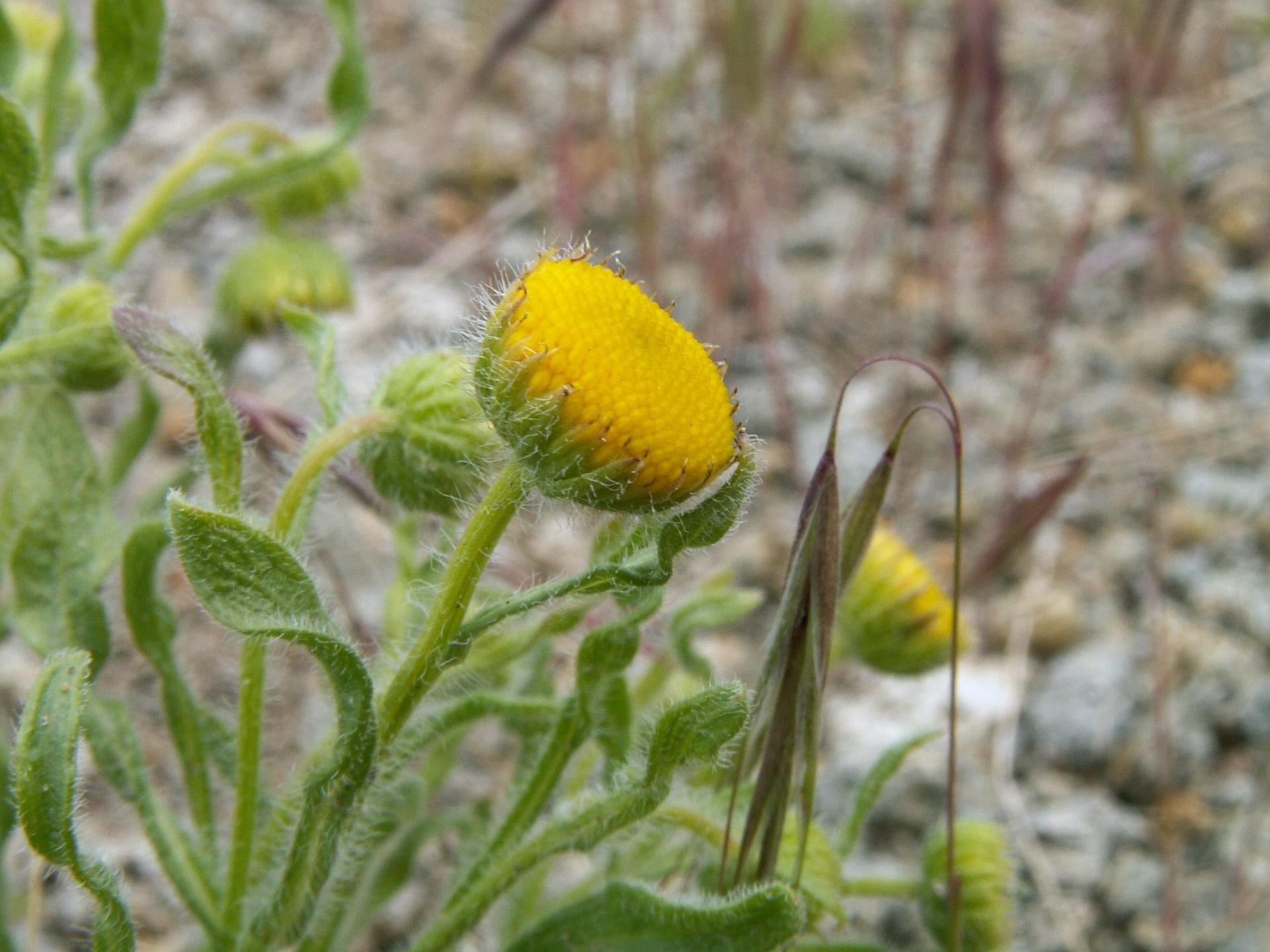 Im20060521mPICT3827sm