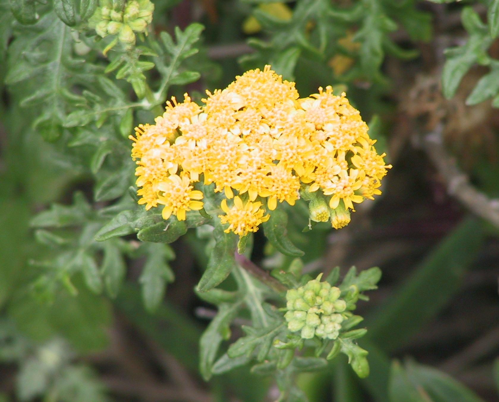 Im20060611dIMG_0184sm