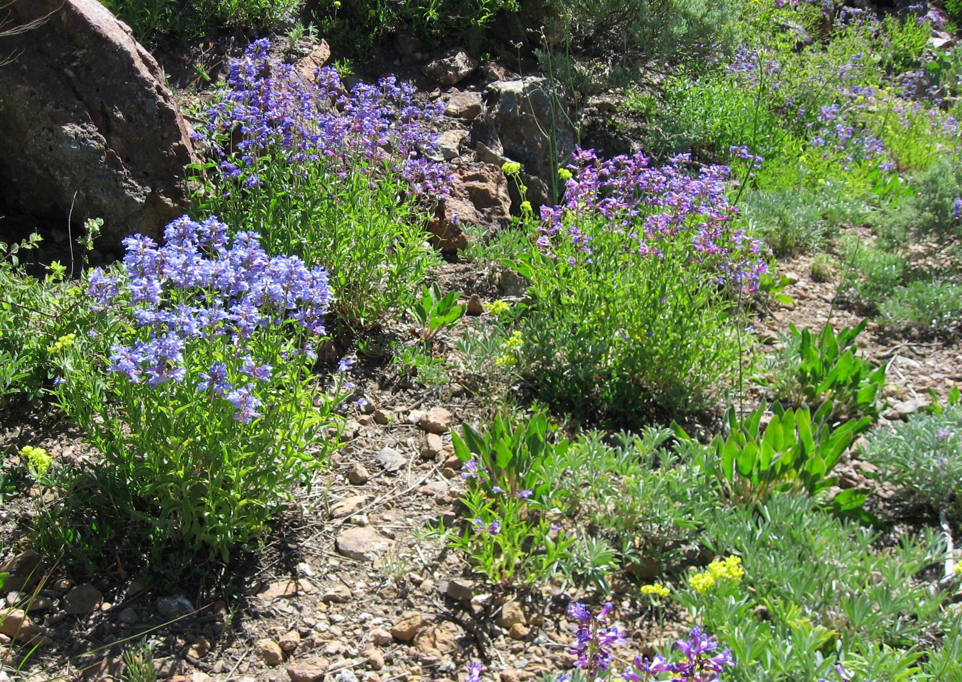 Im20070702cIMG_3755sm