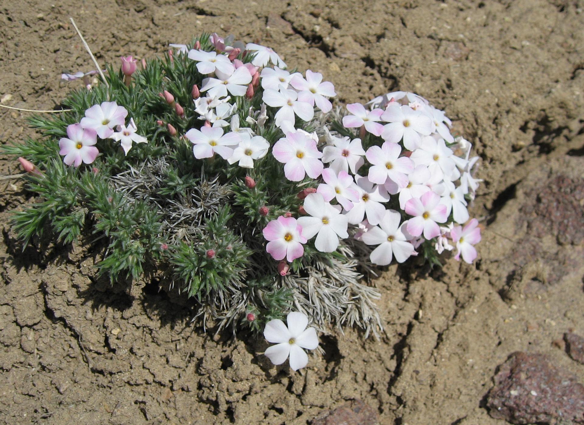 Im20080426cdIMG0178sm