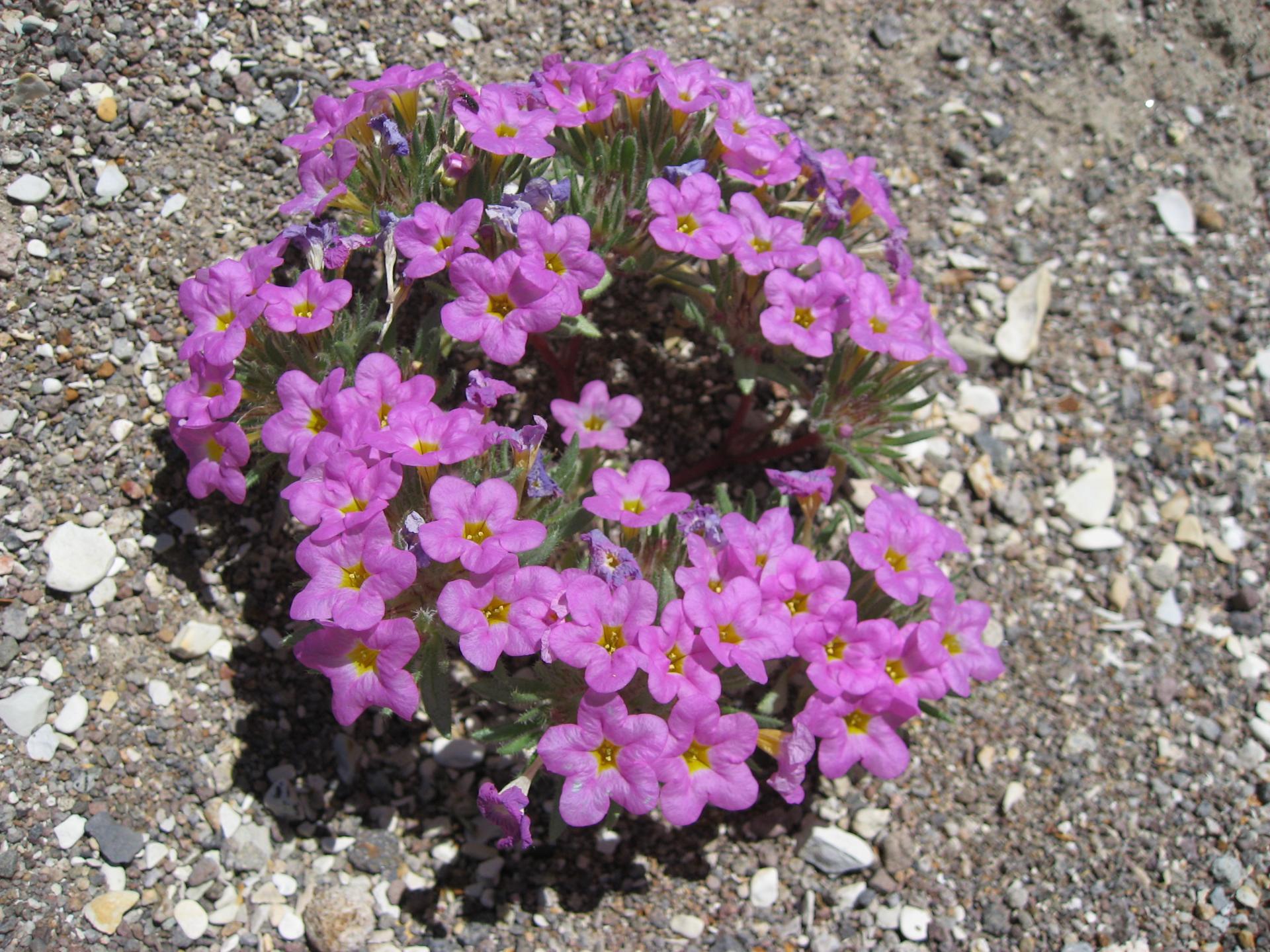 Im20080614cmIMG_1460sm