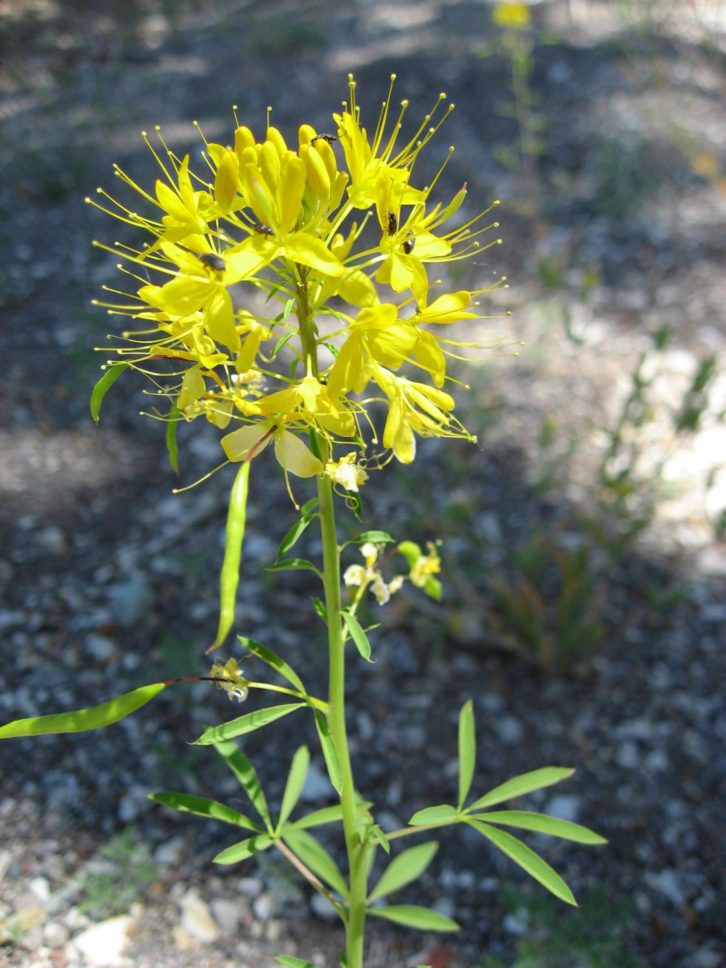 Im20080614cmIMG_1478sm