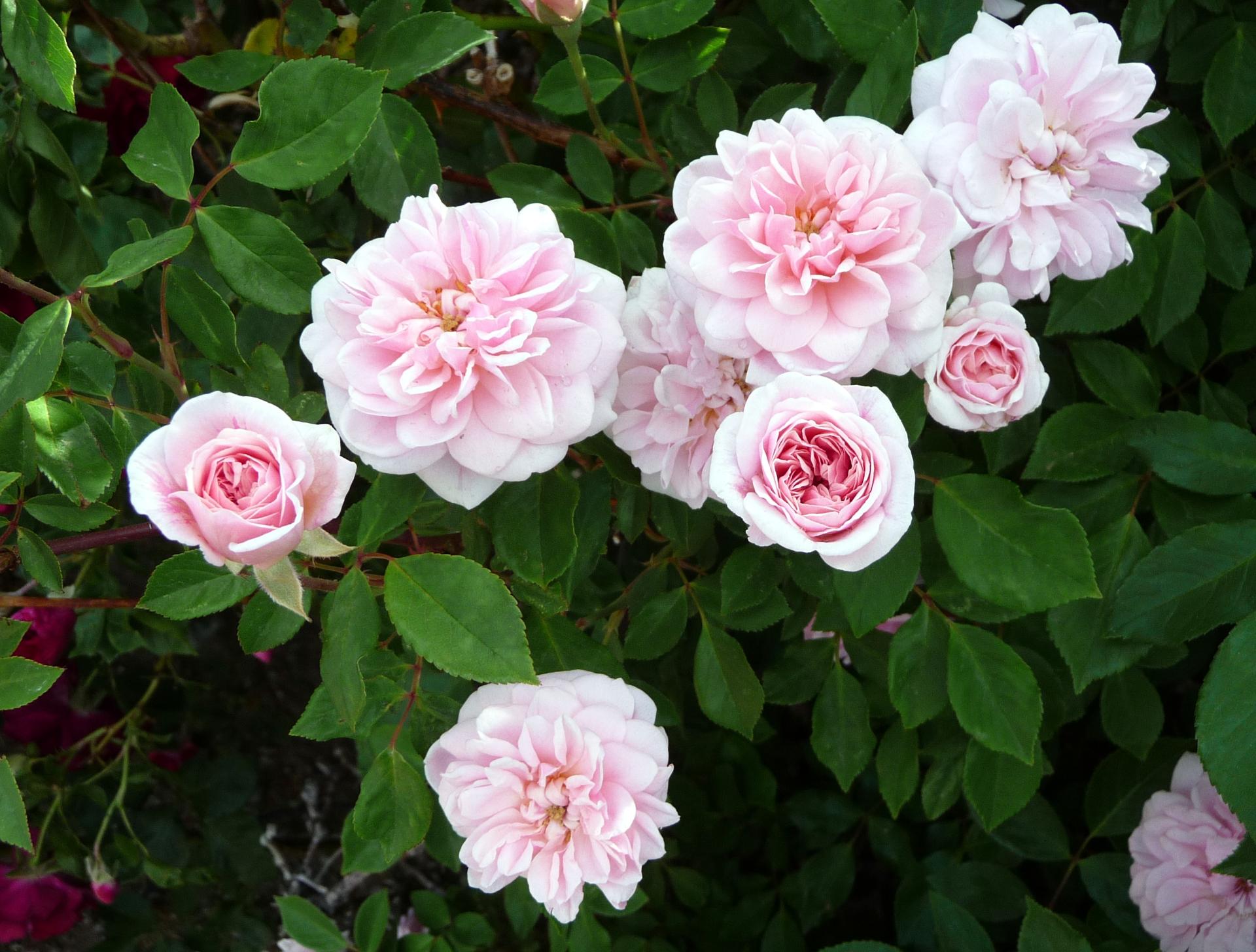 Im20090530pP1040605sm