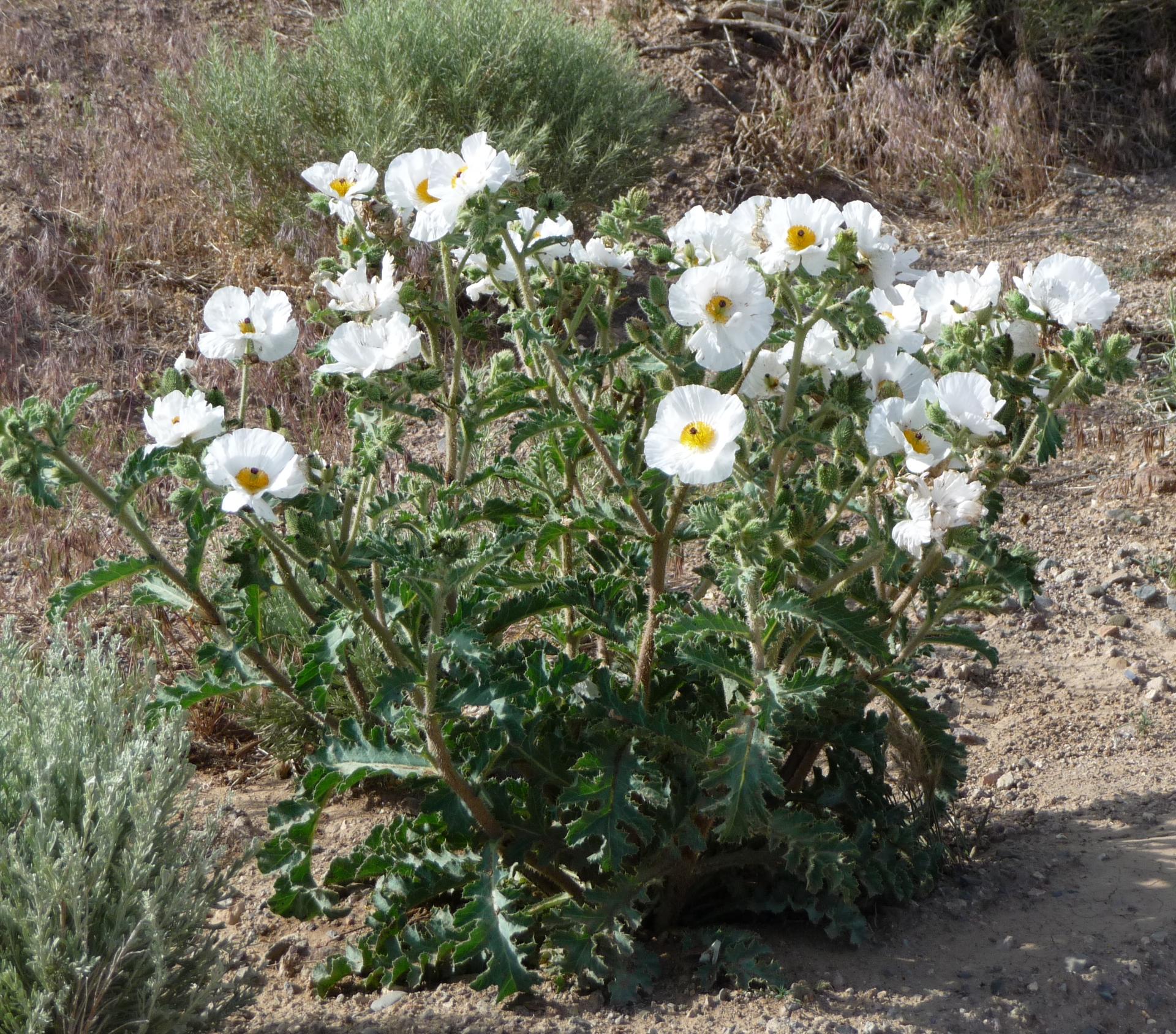 Im20090705pP1050564sm