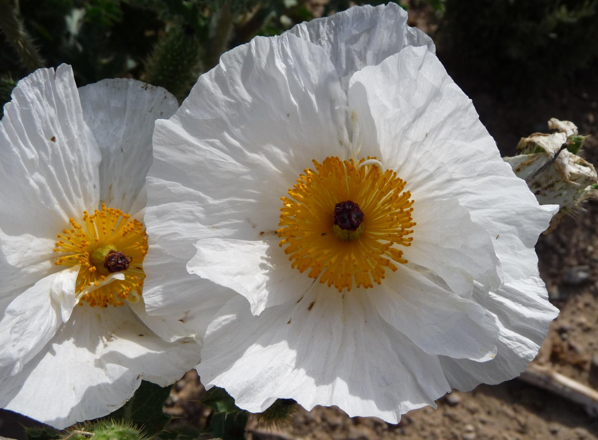 Im20090705pP1050569sm