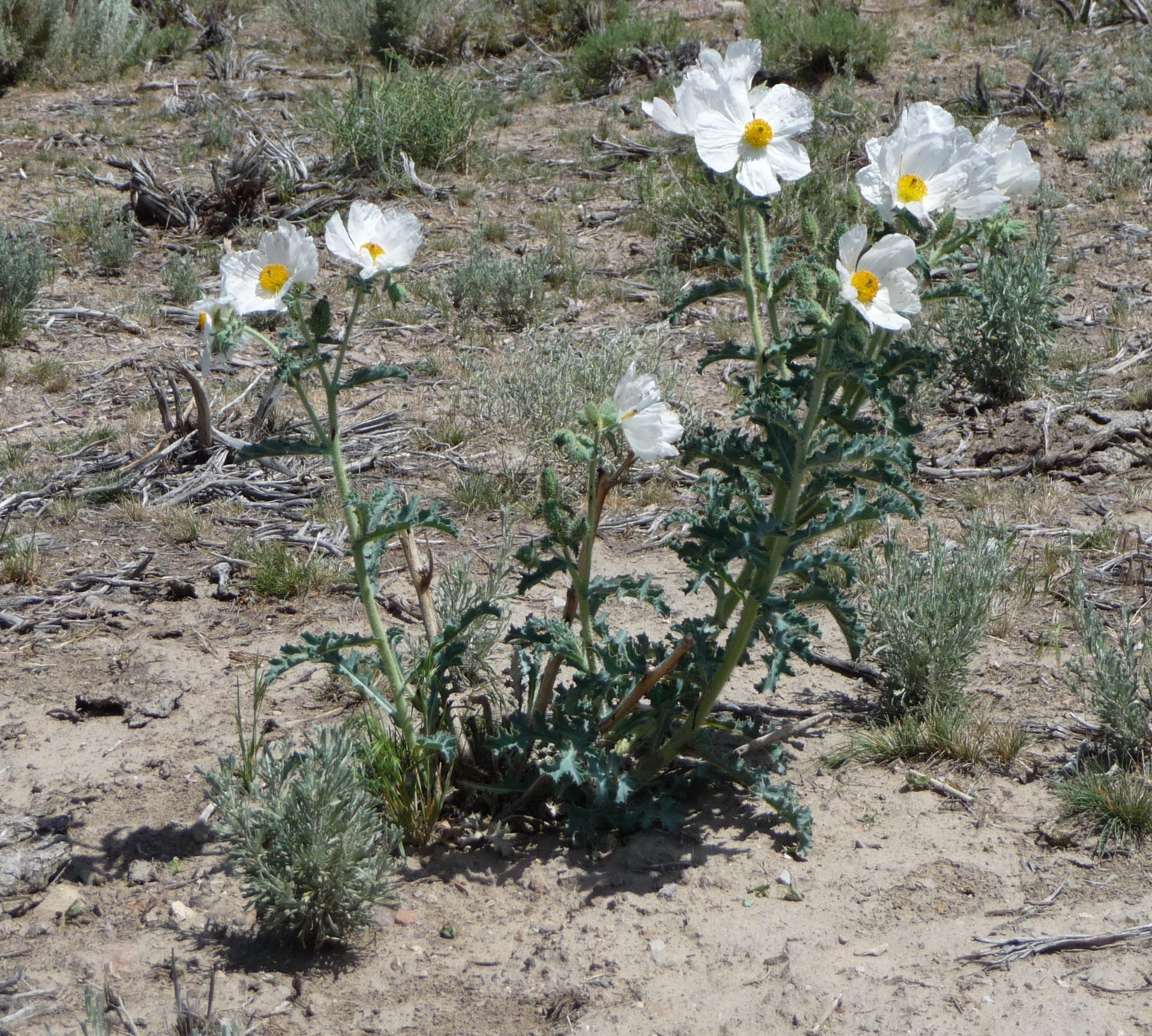 Im20090705pP1050725sm