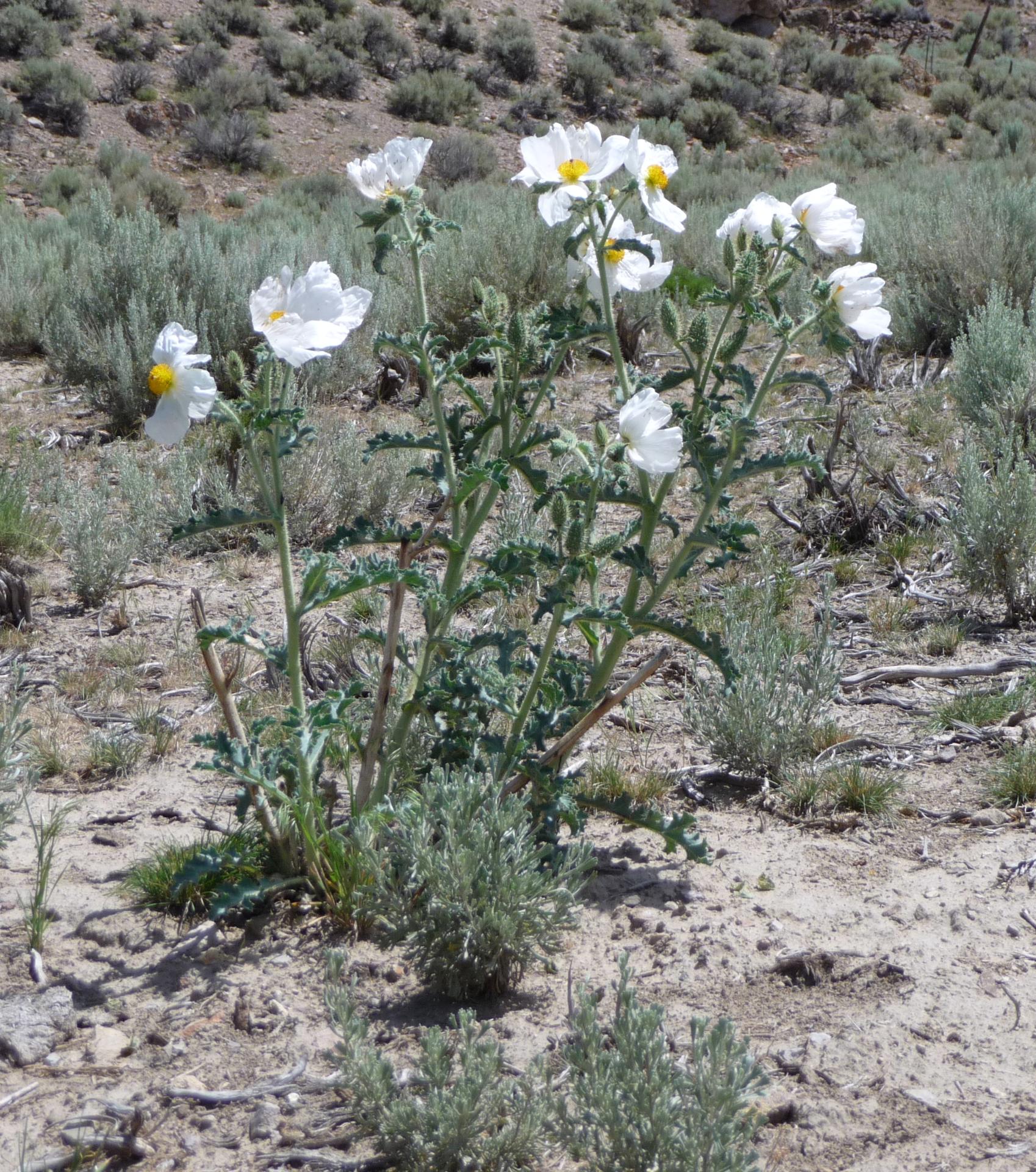 Im20090705pP1050730sm