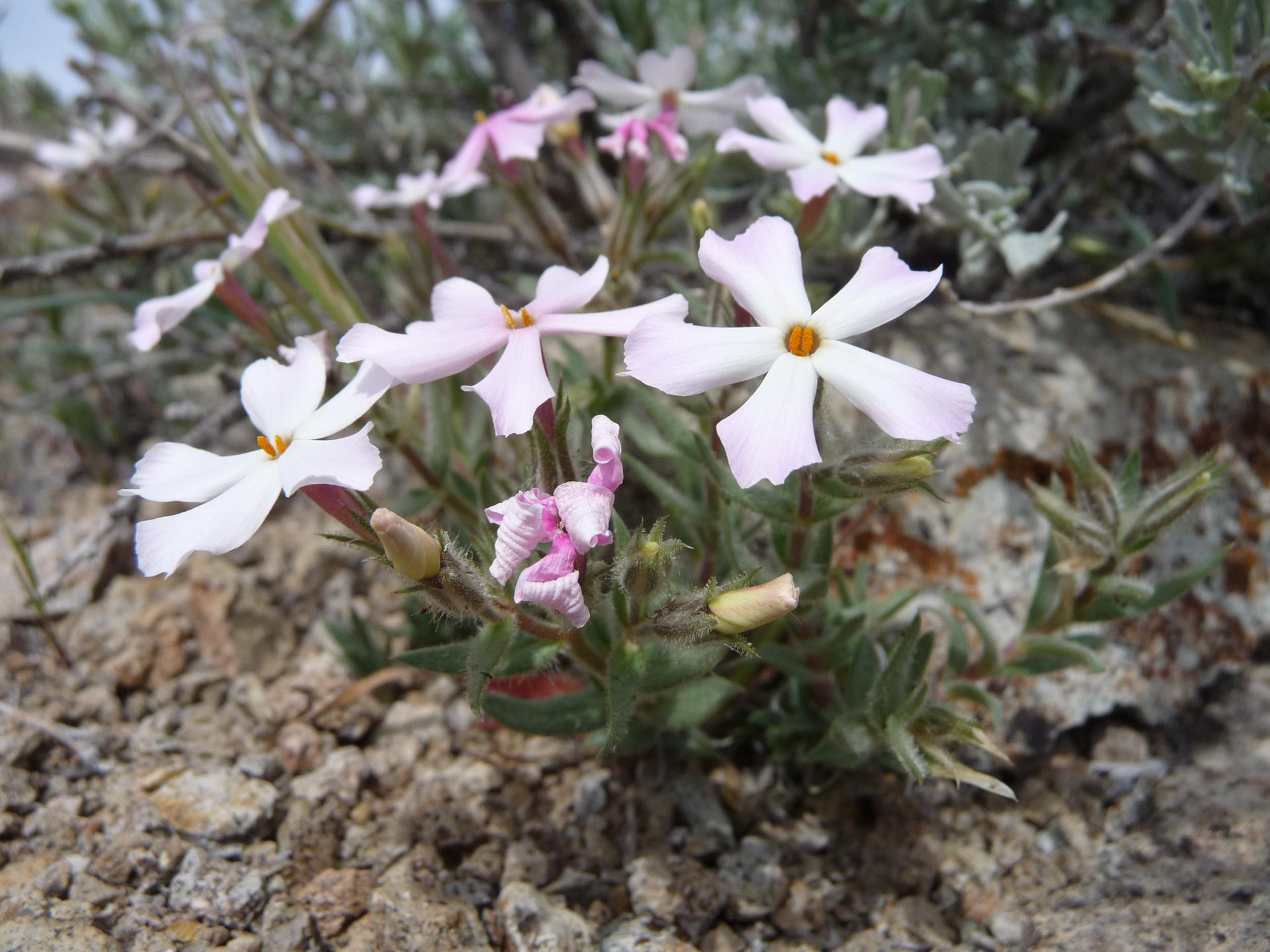 Im20100410pP1120504sm