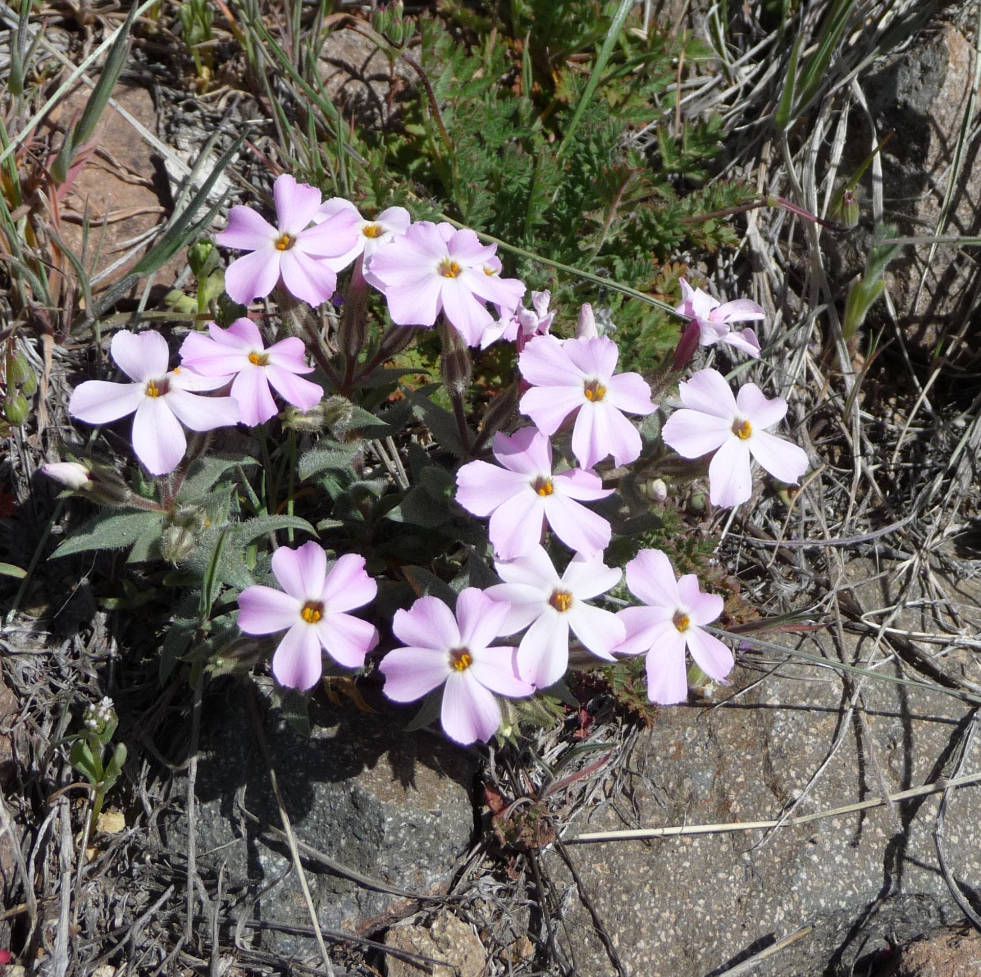 Im20100418pP1120684sm