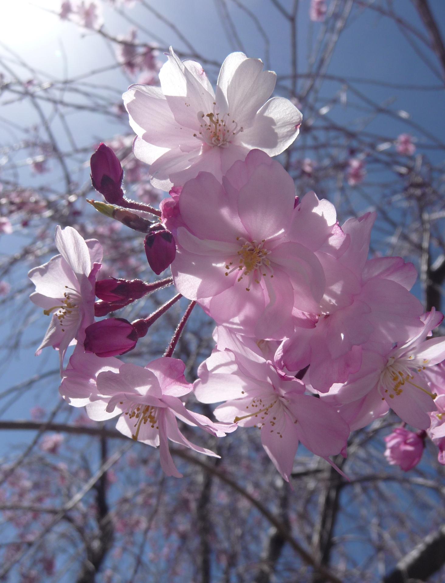 Im20100418pP1120712sm