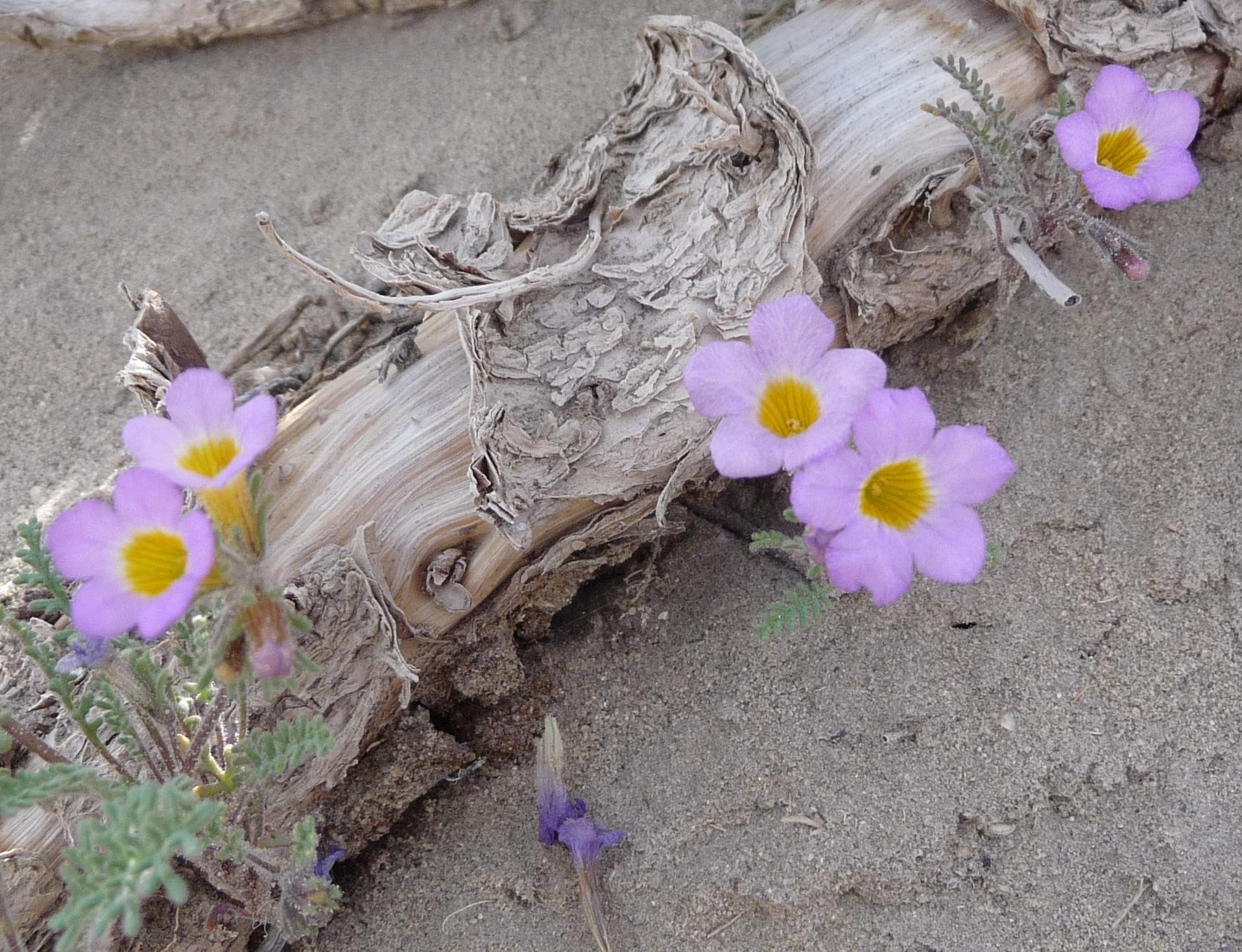 Im20100515pP1130324asm