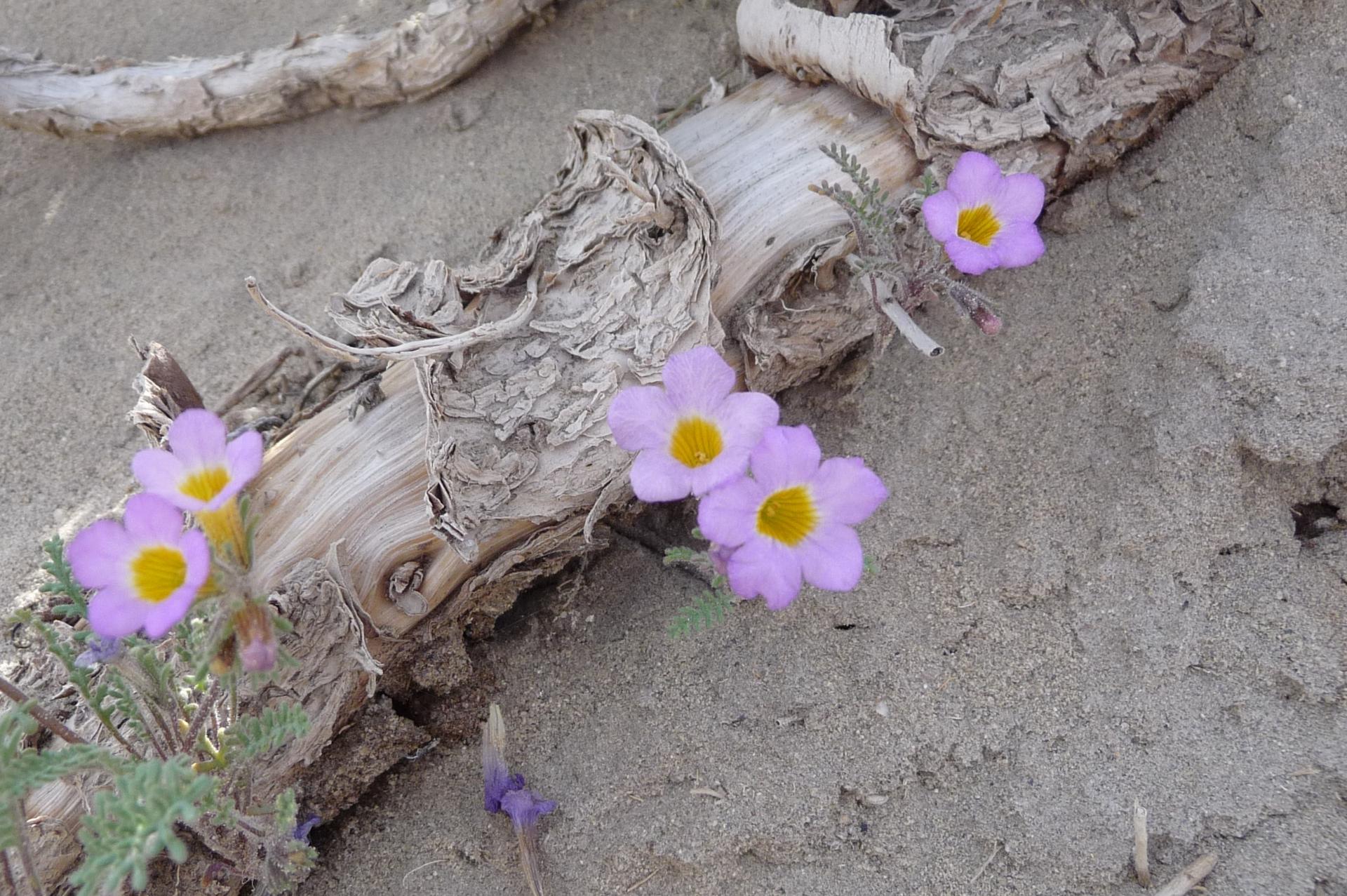 Im20100515pP1130324sm