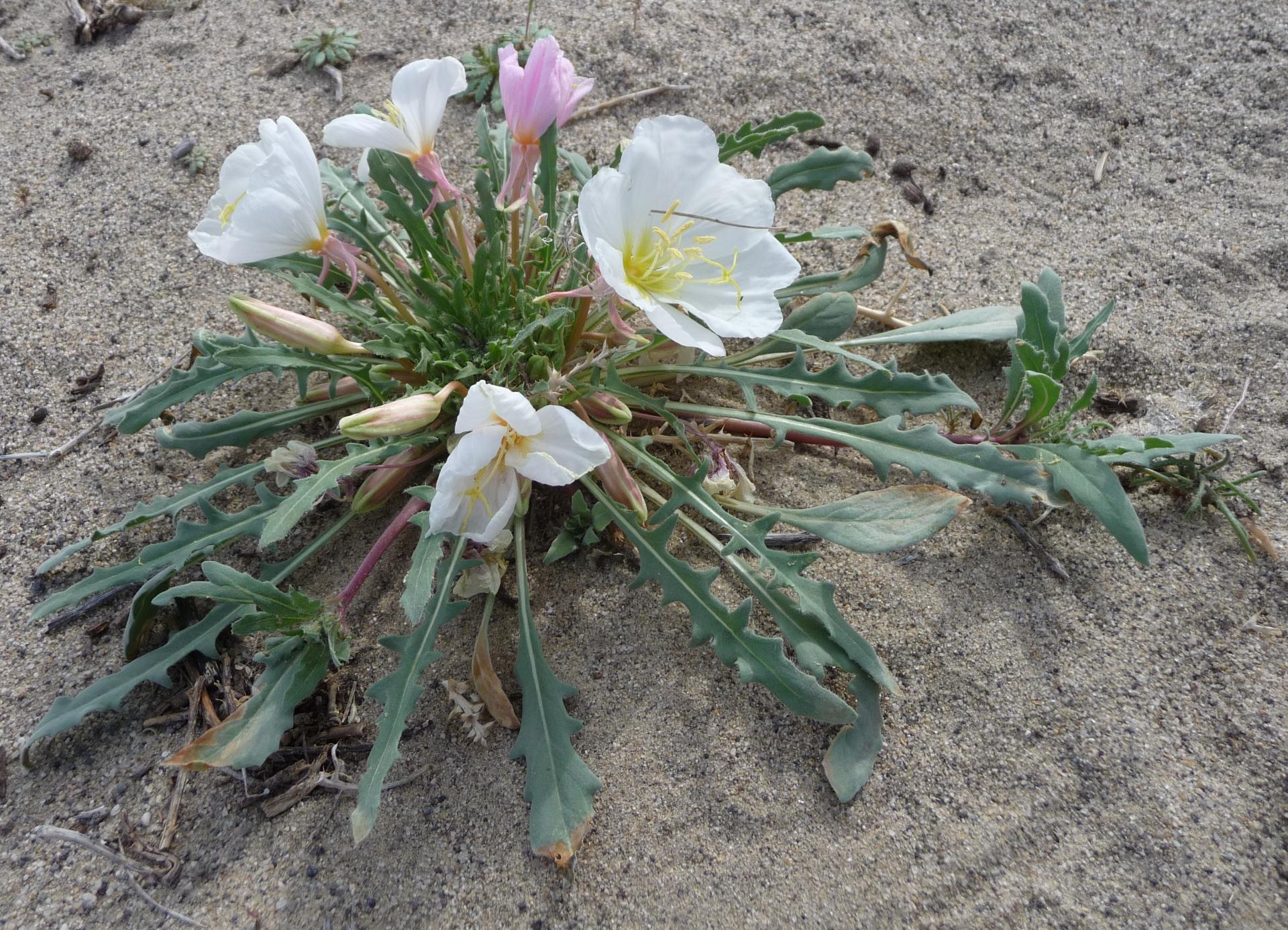 Im20100515pP1130351sm