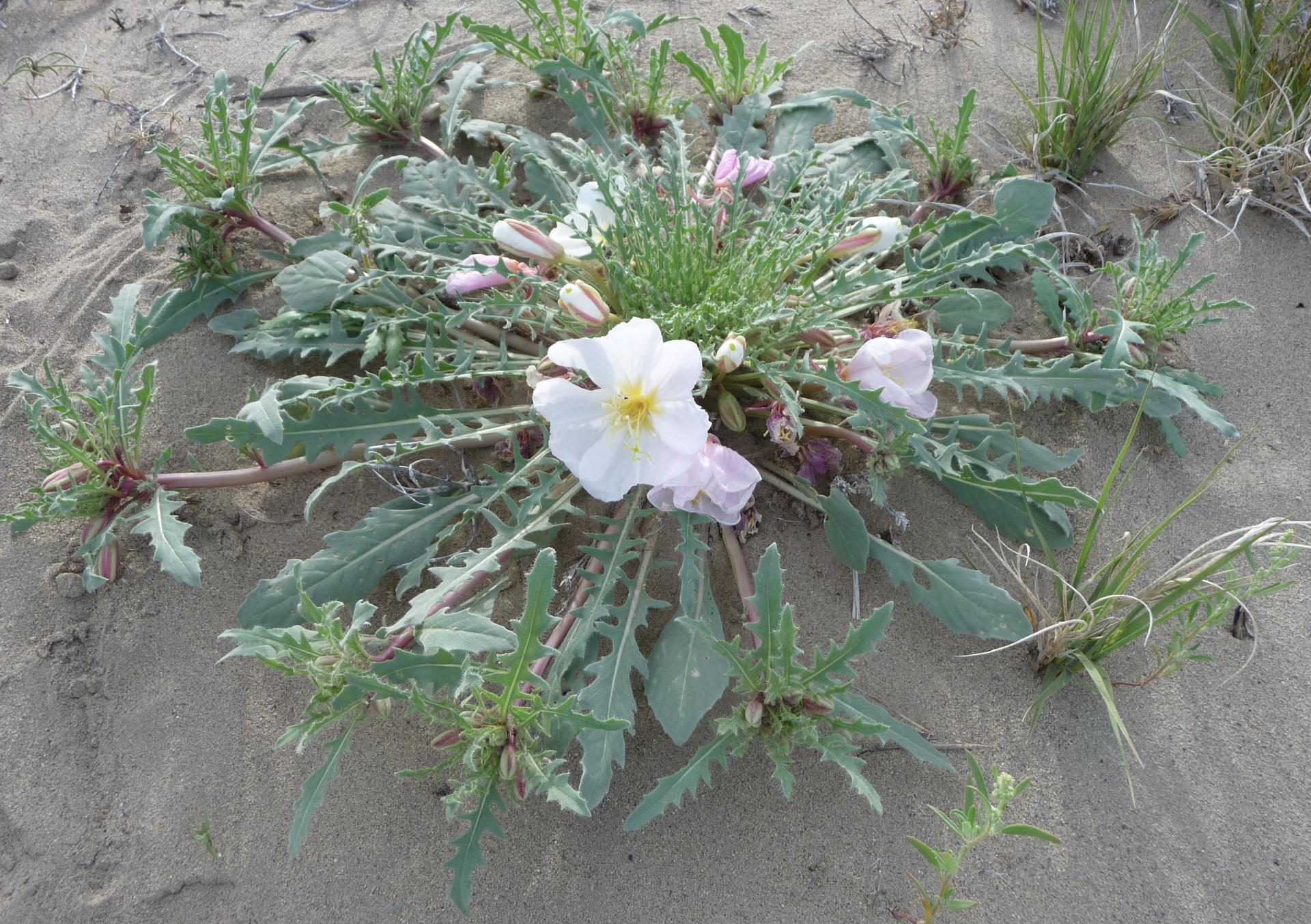 Im20100515pP1130352sm