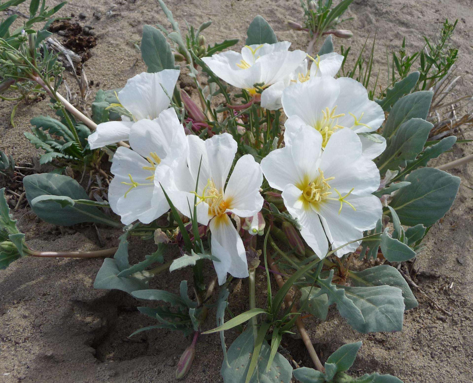 Im20100515pP1130353sm