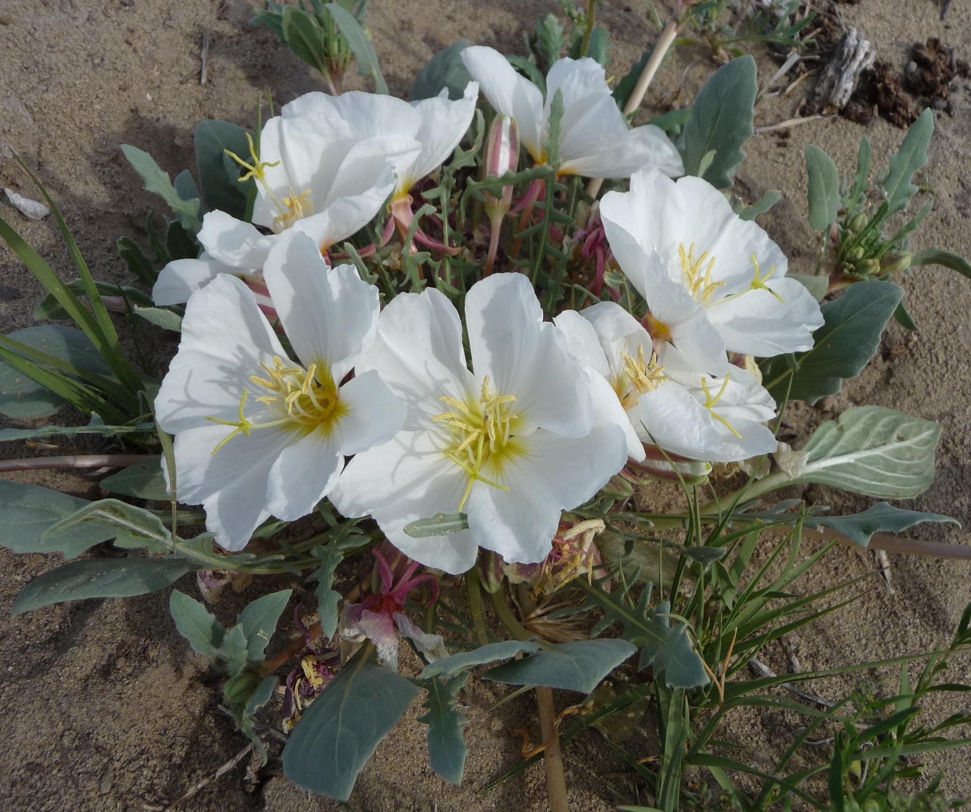 Im20100515pP1130354sm