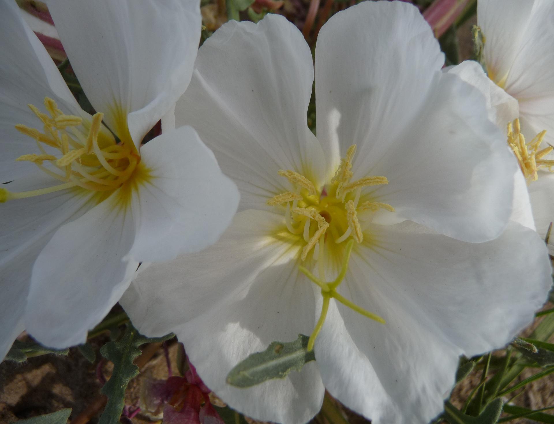 Im20100515pP1130355sm