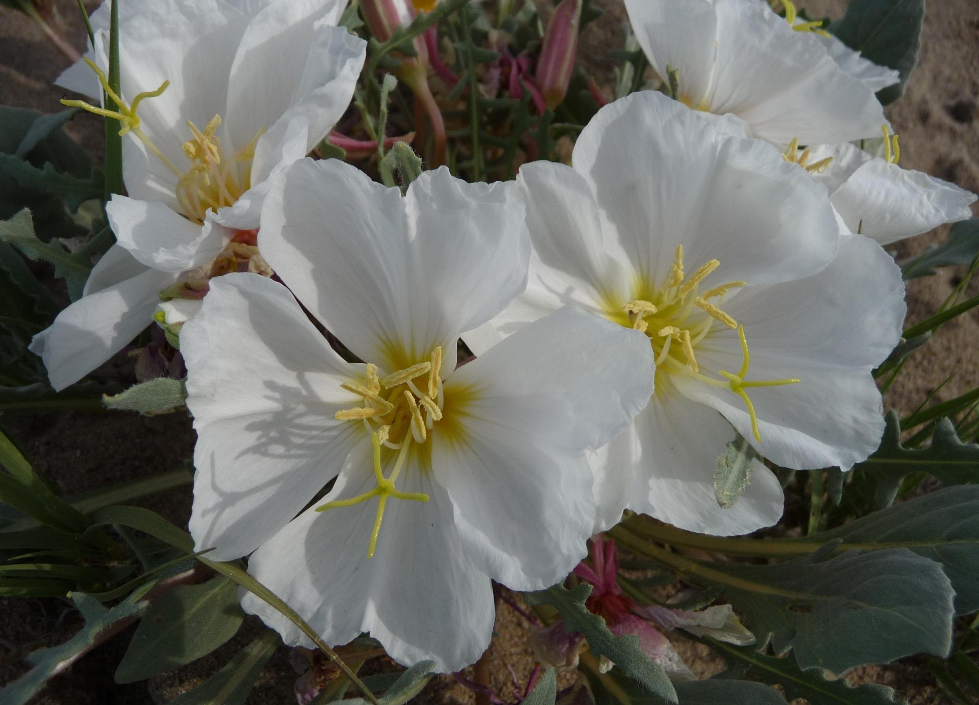 Im20100515pP1130356sm