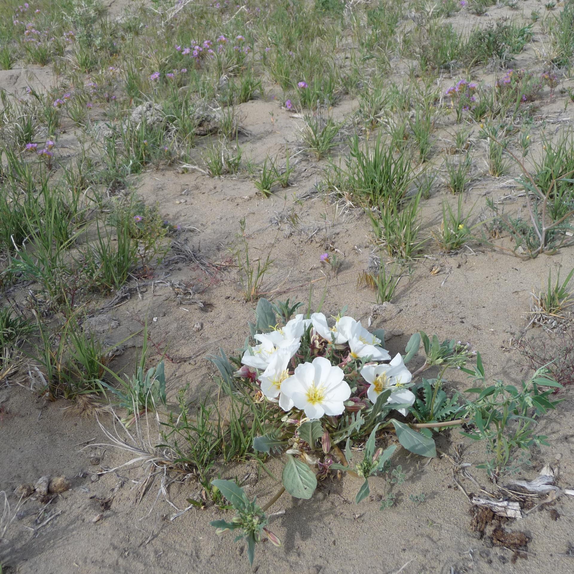 Im20100515pP1130358sm