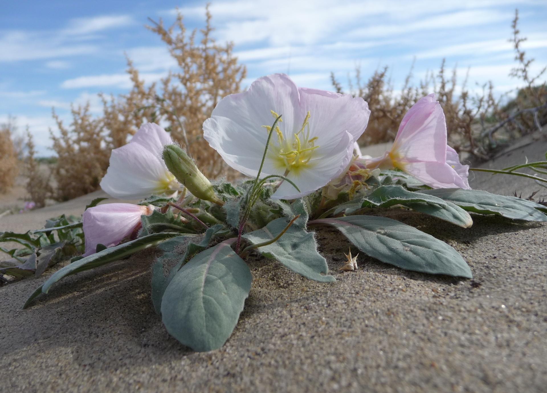 Im20100515pP1130363sm