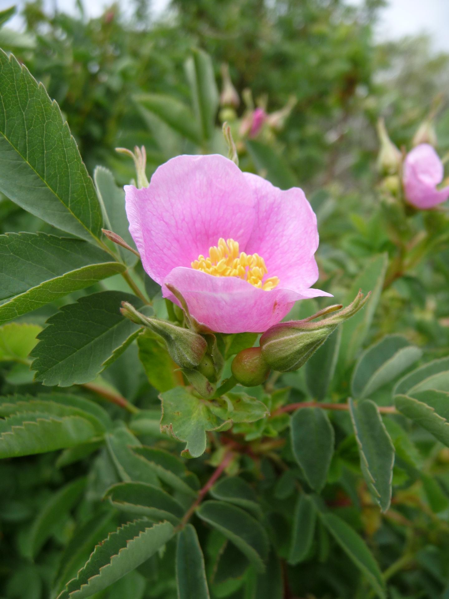 Im20100531cjpP1130643sm