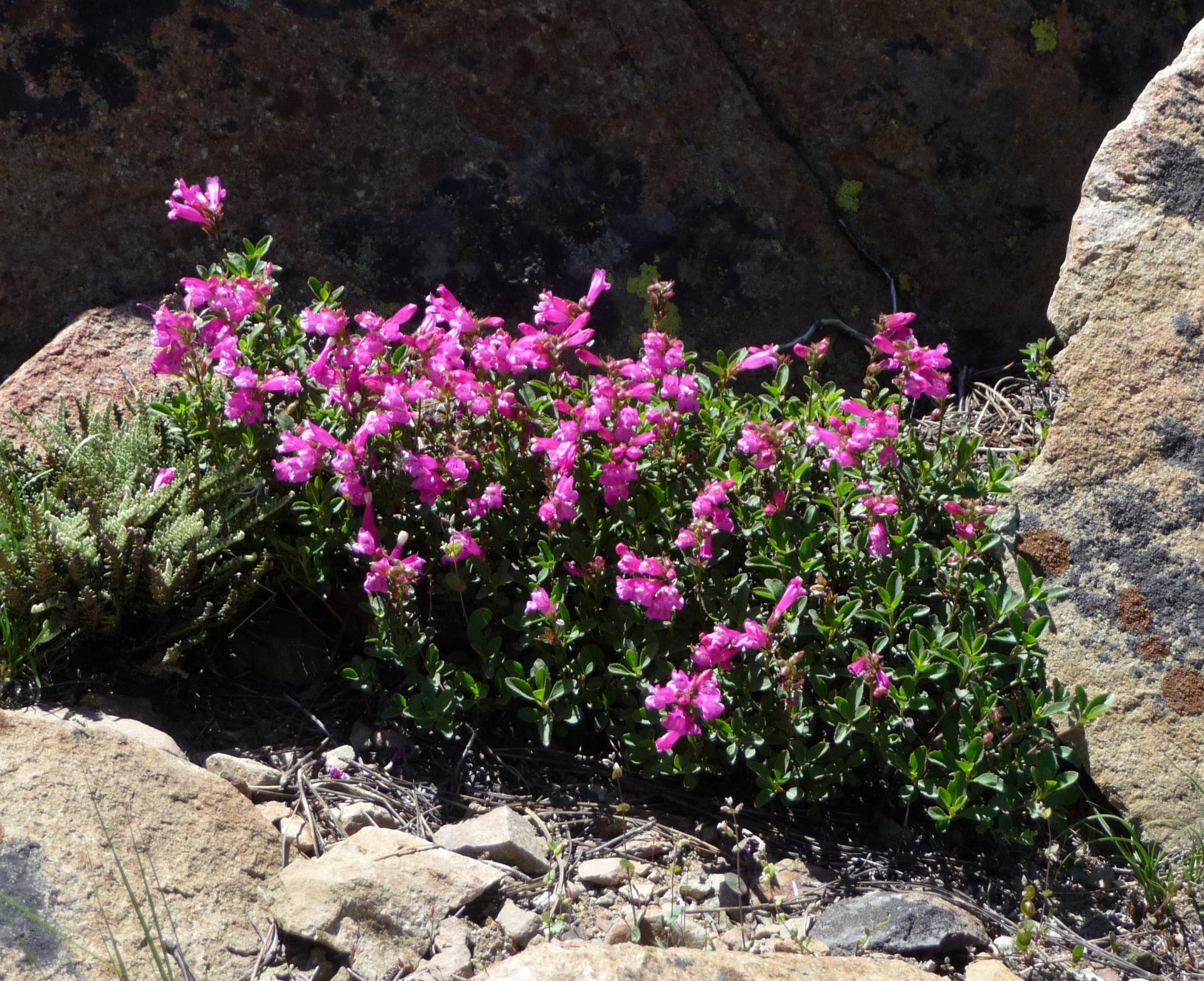 Im20100627pP1140268sm