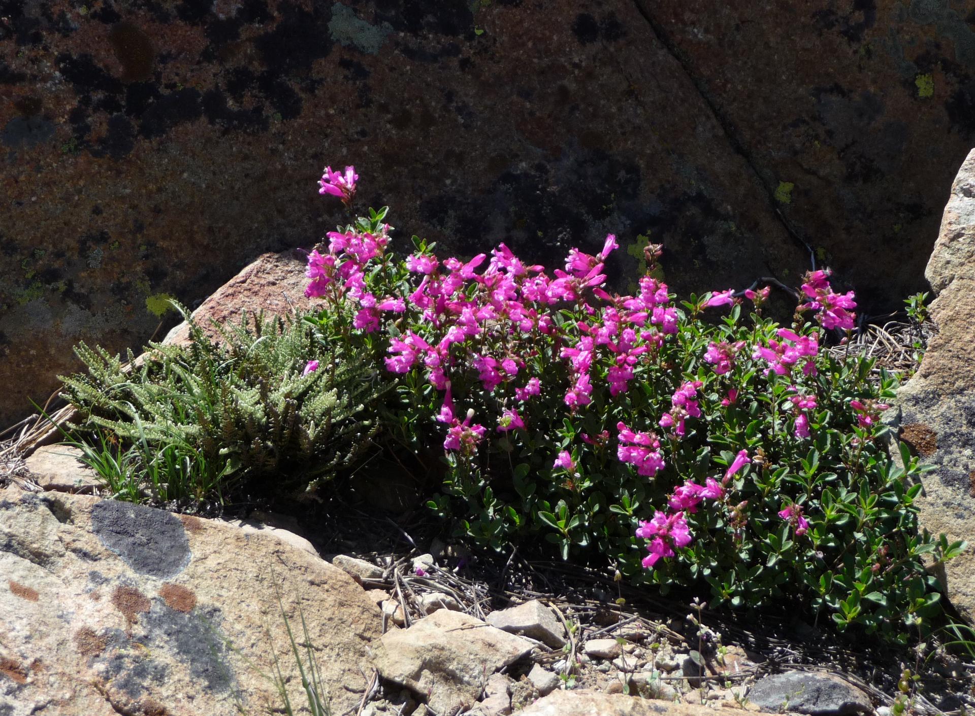 Im20100627pP1140269sm