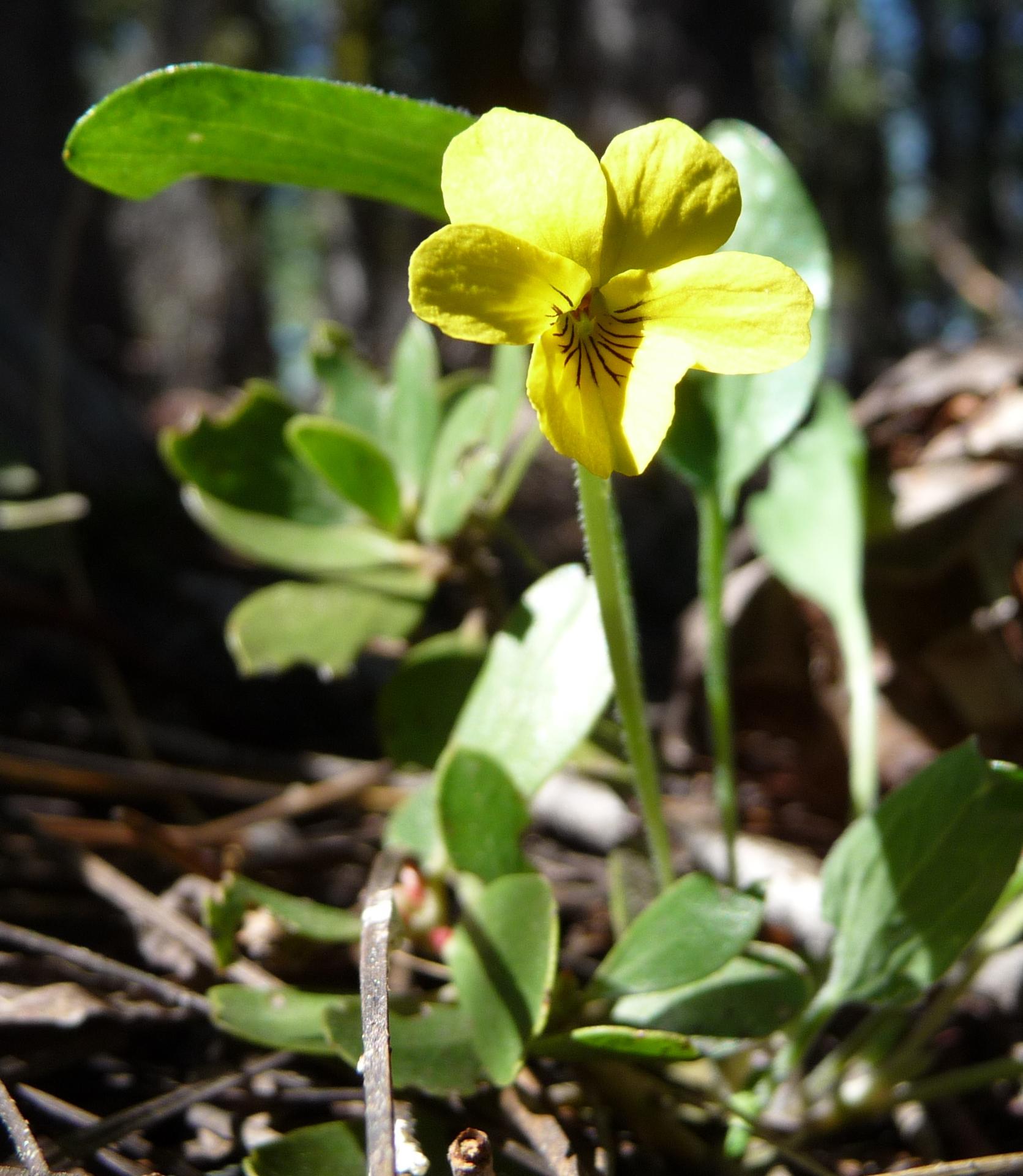 Im20100627pP1140317sm