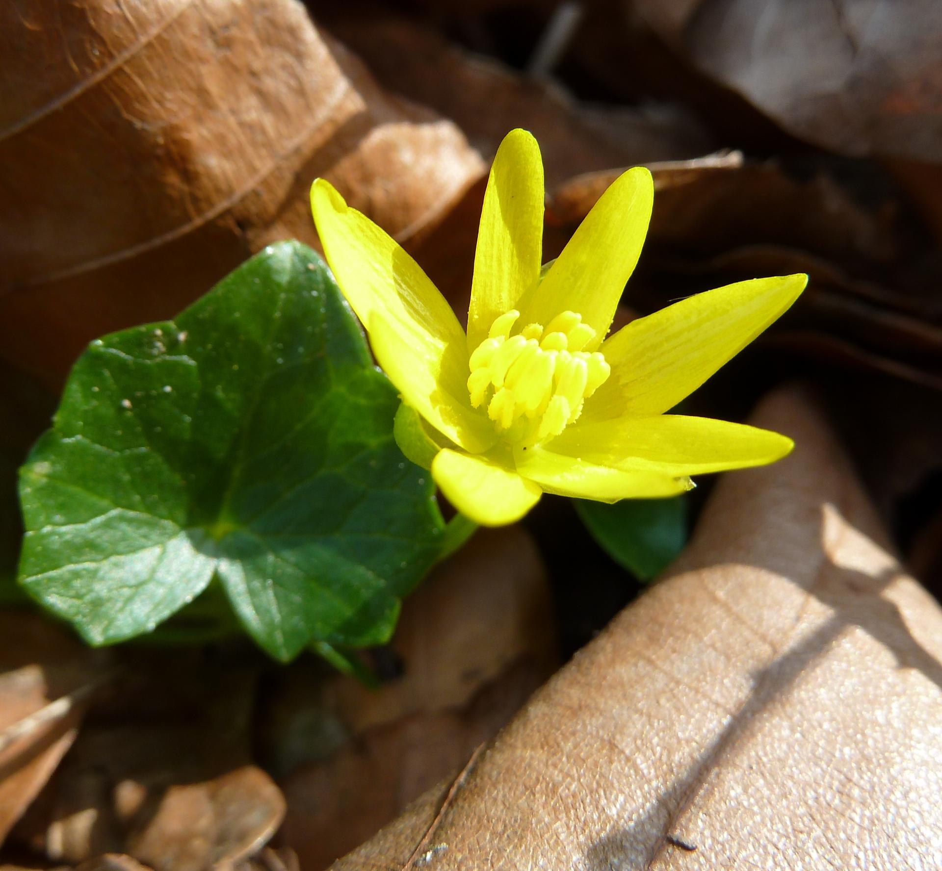 Im20110325pP1000446sm