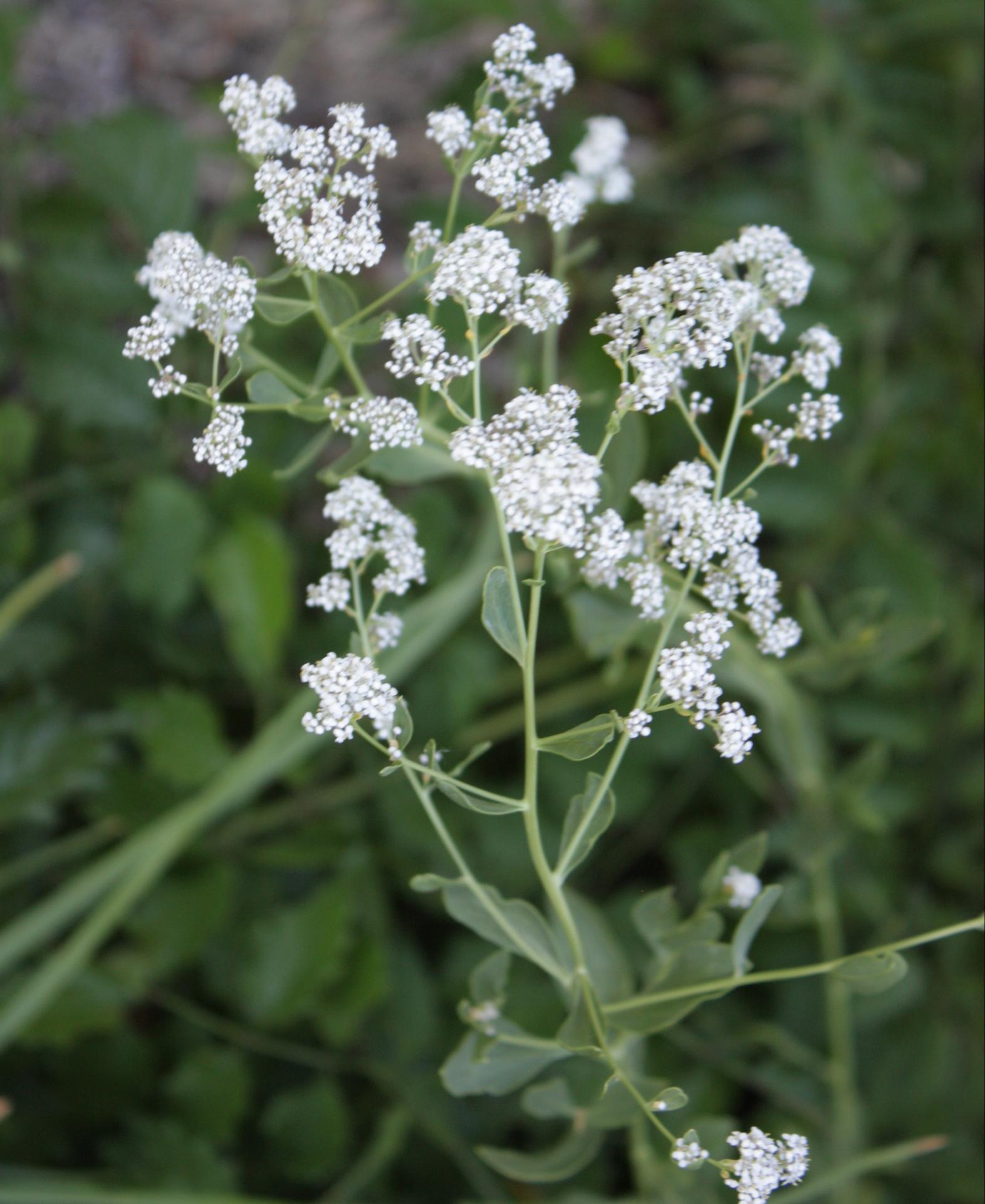 Im20110710crIMG_3694sm