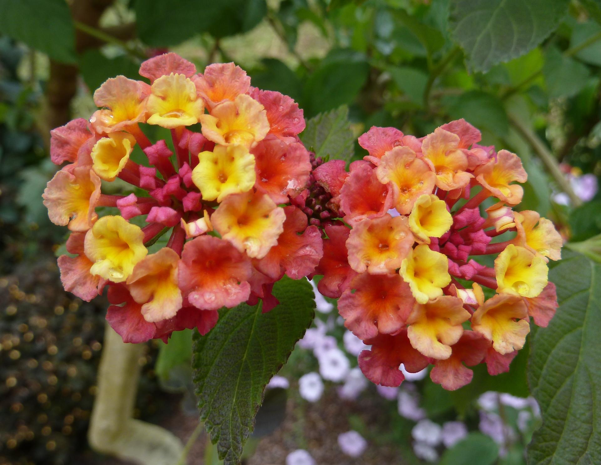 Im20120923pP1080725sm